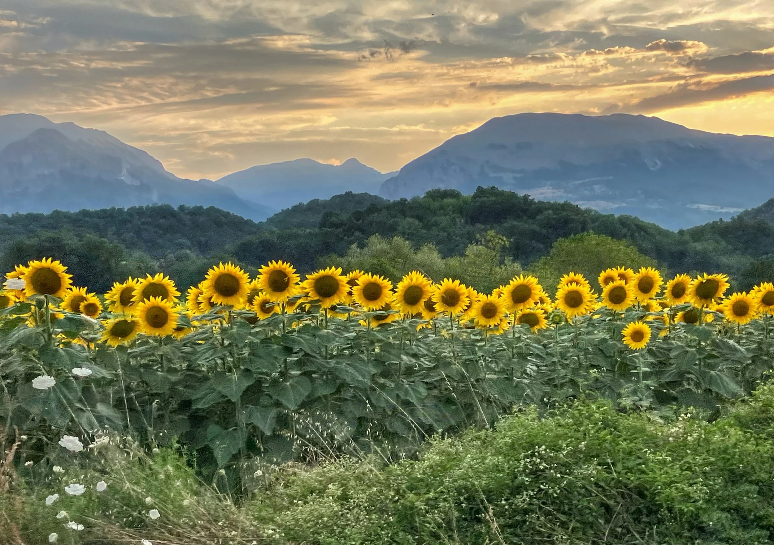 Field of bright yellow sunflowers with green foliage in the foreground, lush green trees in the middle ground, and distant mountains under a partly cloudy sky during sunset.
