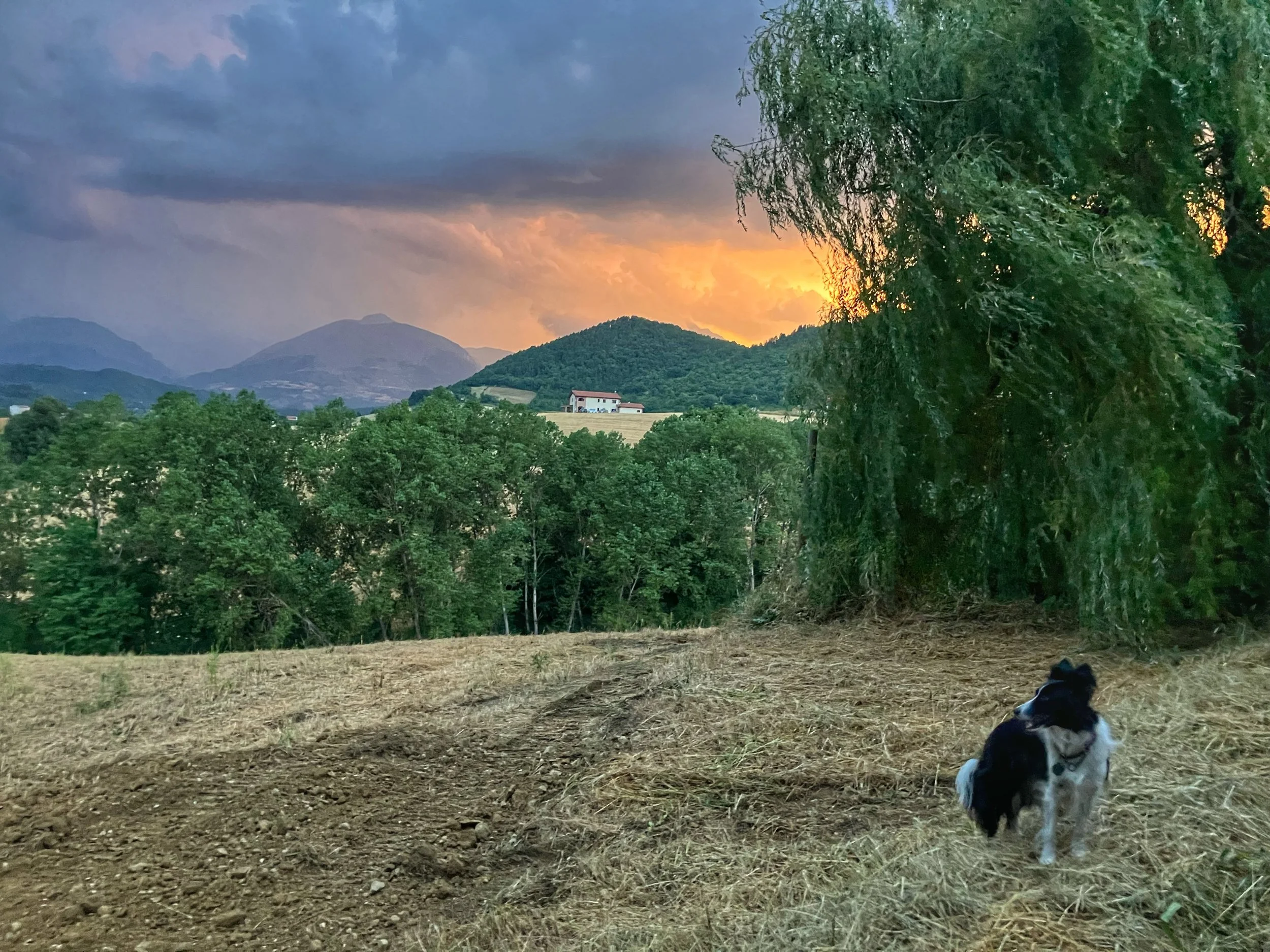 A landscape scene during sunset with mountains in the background, green trees in the foreground, and a large tree on the right side. There is a white house with a red roof on a hill and a black and white dog sitting on the ground in the bottom right 
