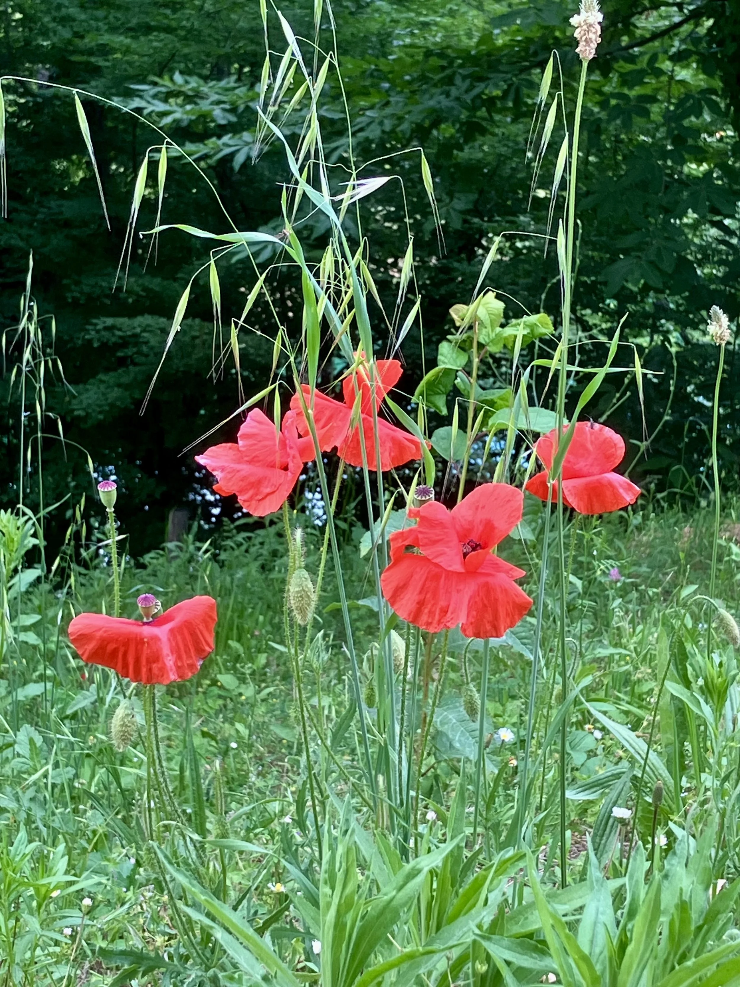 IMG_2960.jpeg