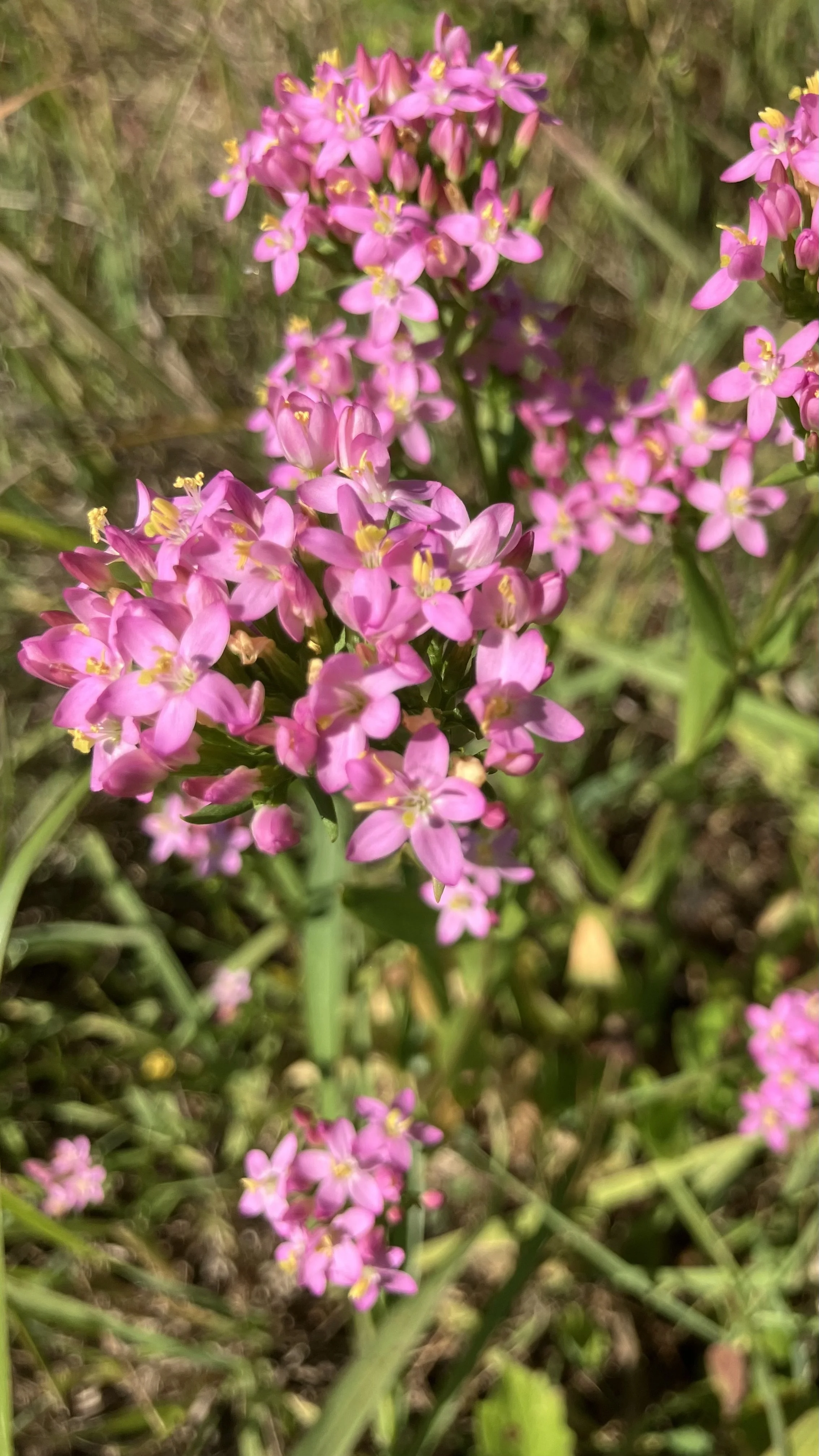 IMG_4093.jpeg