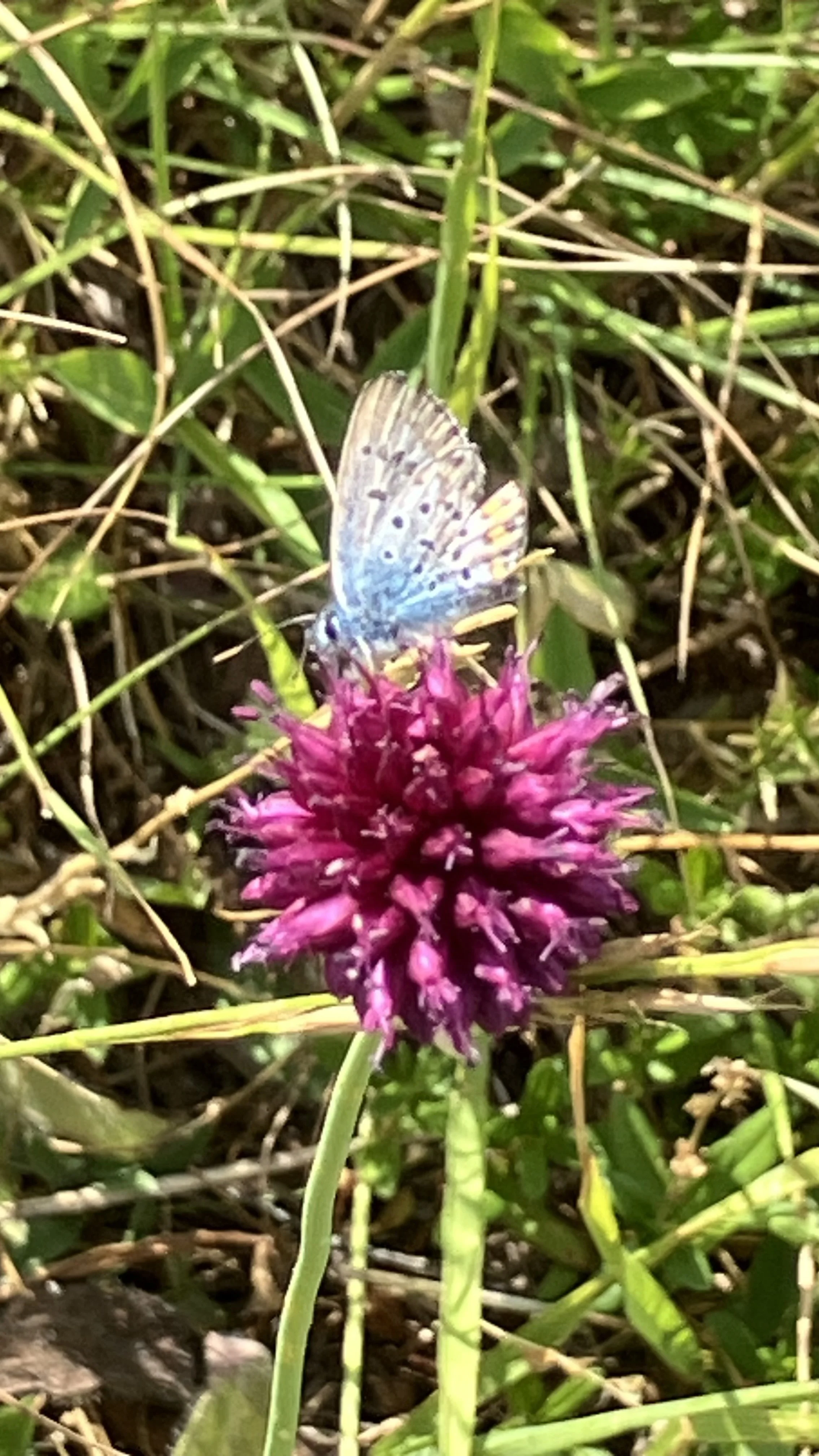 A butterfly with patterned wings resting on a bright pink flower among green grass and plants.