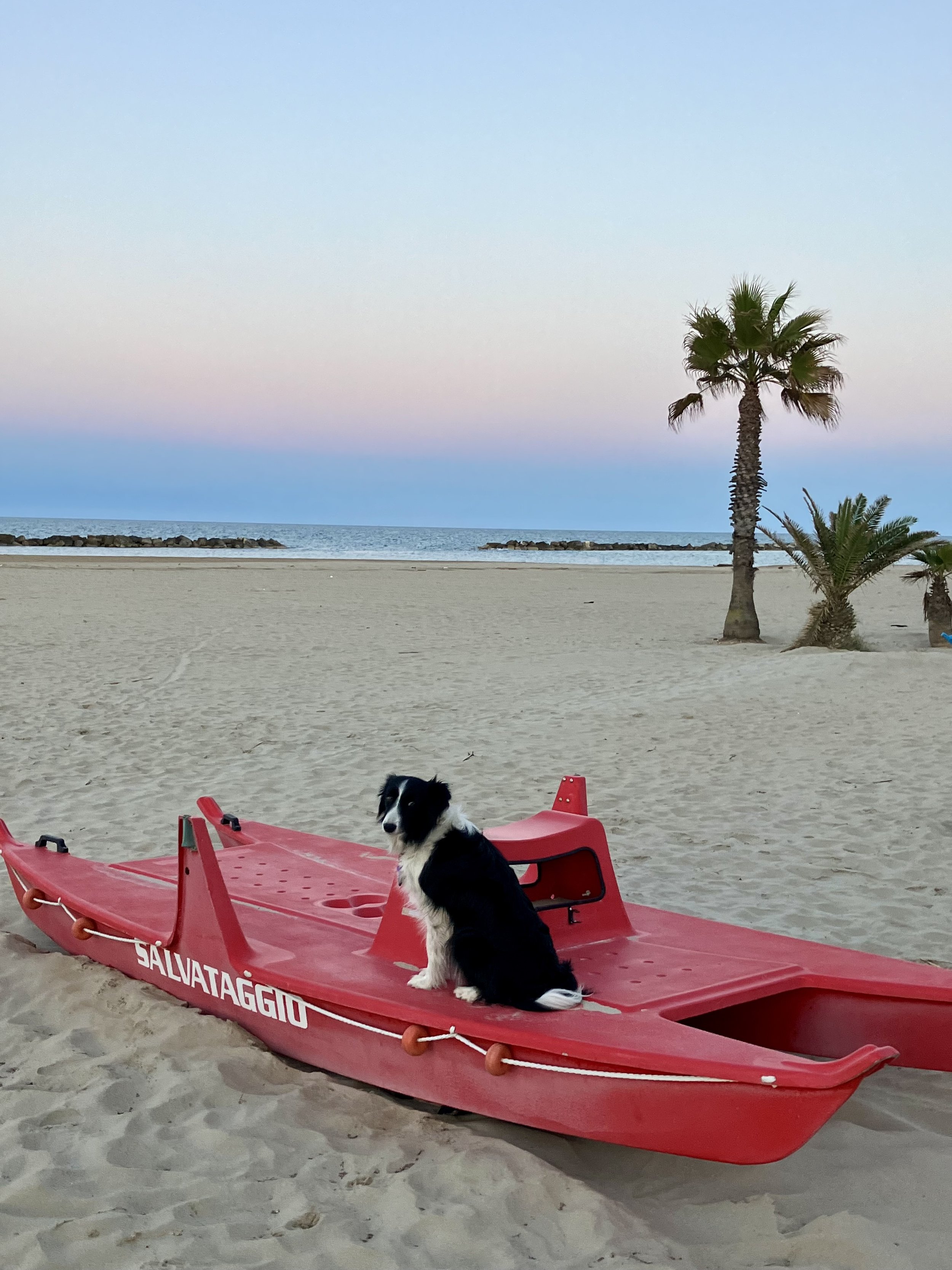 A black and white dog sitting on a red rescue boat on a sandy beach, with palm trees and the ocean in the background.