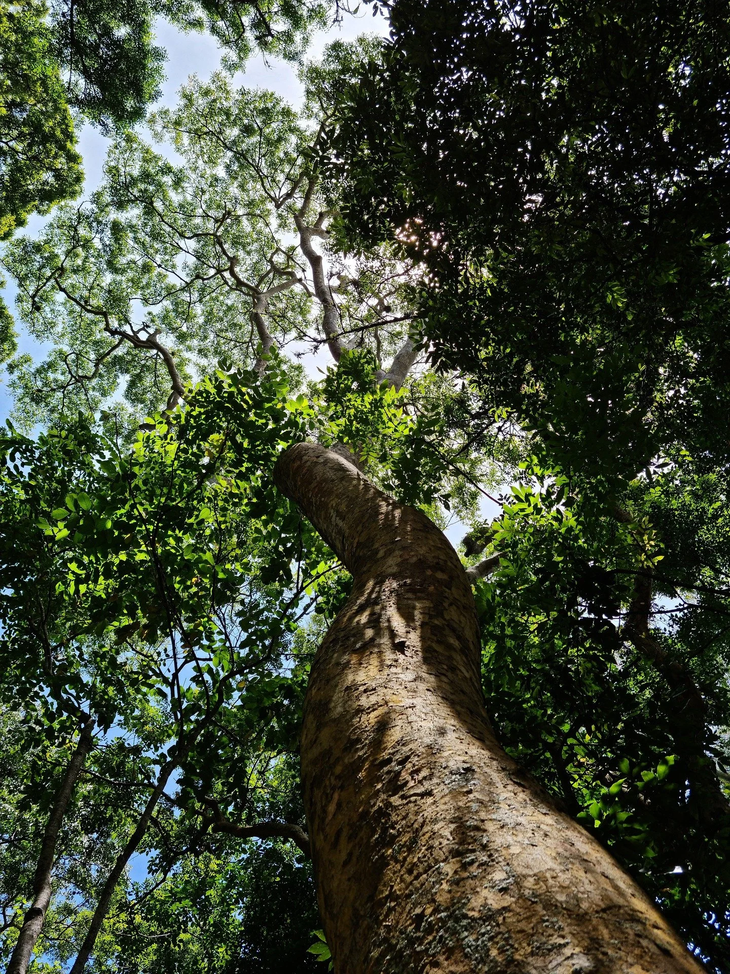Looking up through the canopy of a tall tree towards the sunlight.