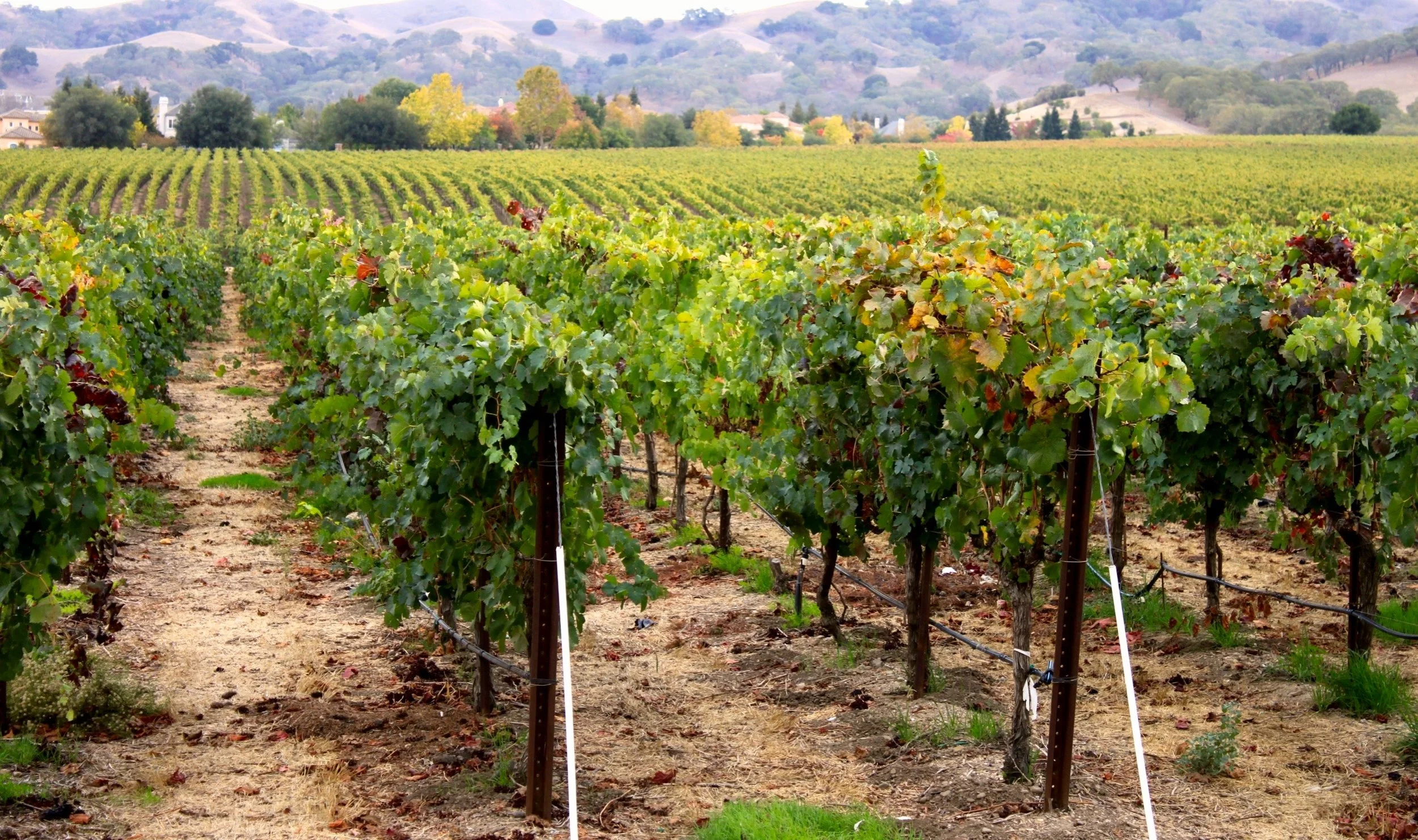 Vineyard with rows of grapevines, rolling hills in the background, and trees with fall foliage.