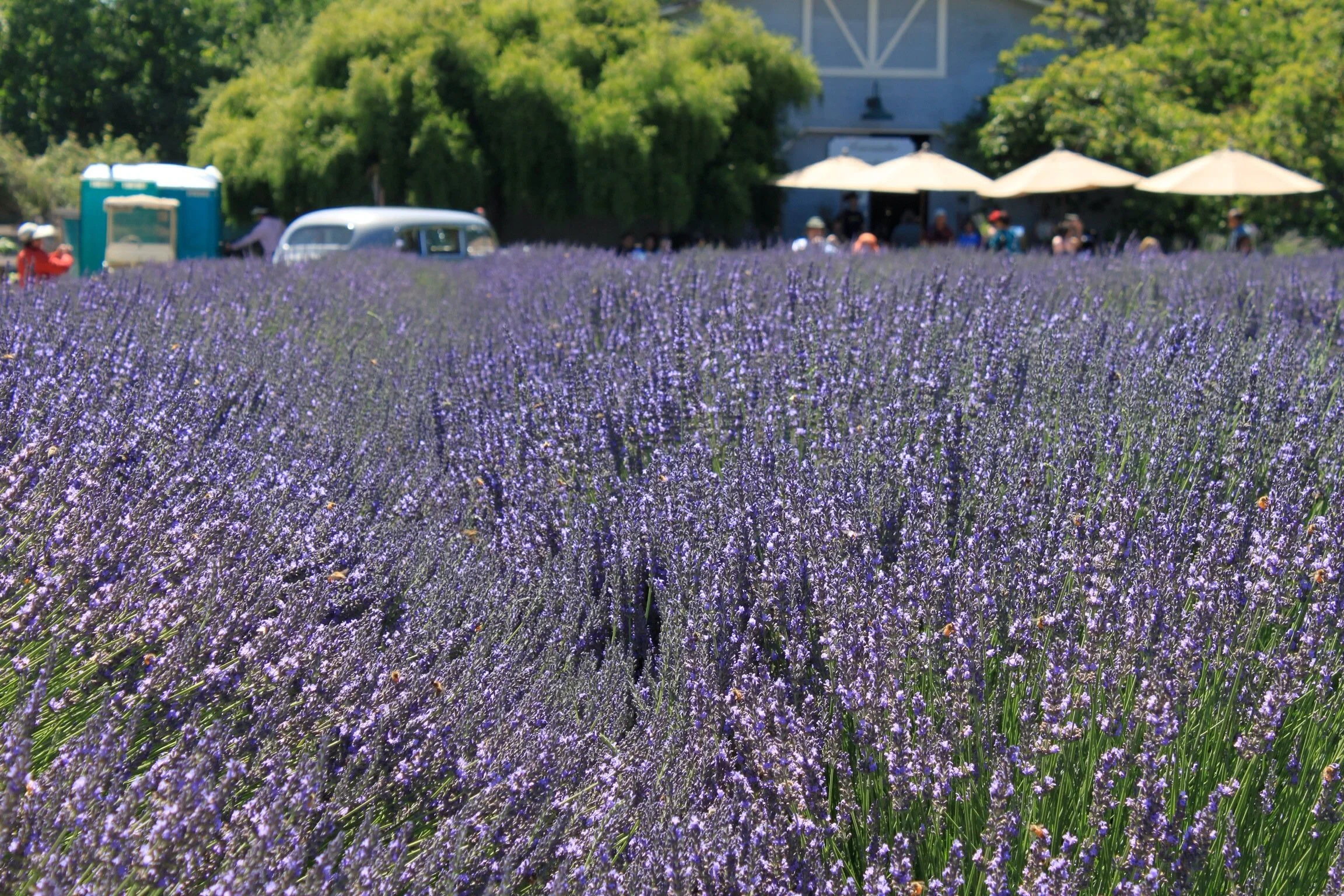A field of blooming purple lavender flowers with people walking and sitting under umbrellas near a barn-like building in the background.