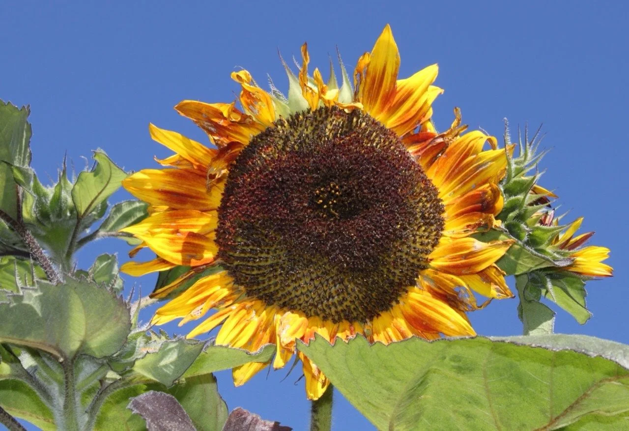 Close-up of a sunflower with yellow and orange petals set against a clear blue sky.