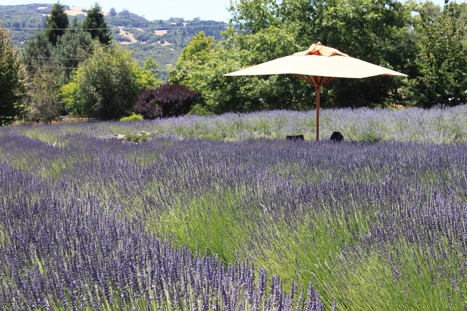 Lavender field with purple flowers and green foliage, shade umbrella, and trees in the background.