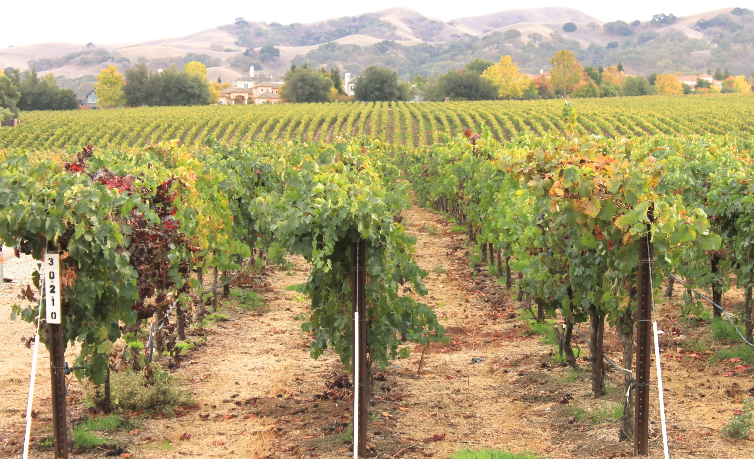 Vineyard rows with green and red grape leaves, sunlight, hills in the background, residential houses, and a dirt path between vines.