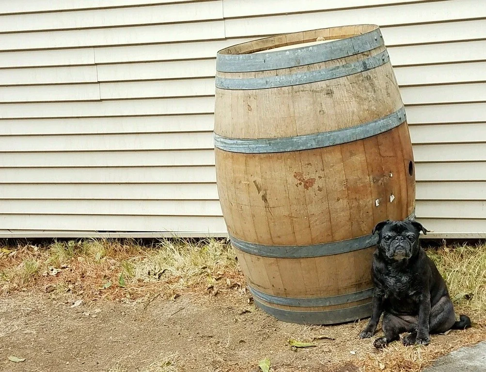 A black dog sitting next to a large wooden barrel outside in front of a white horizontal siding building at a winery in Napa