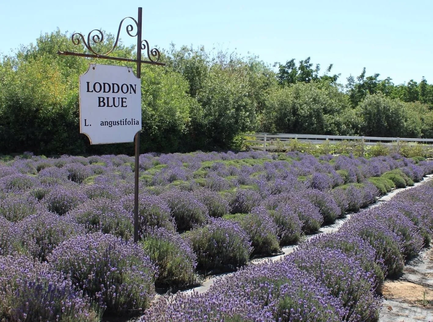 Lavender plants in a field with a sign reading 'Loddon Blue, L. angustifolia'.