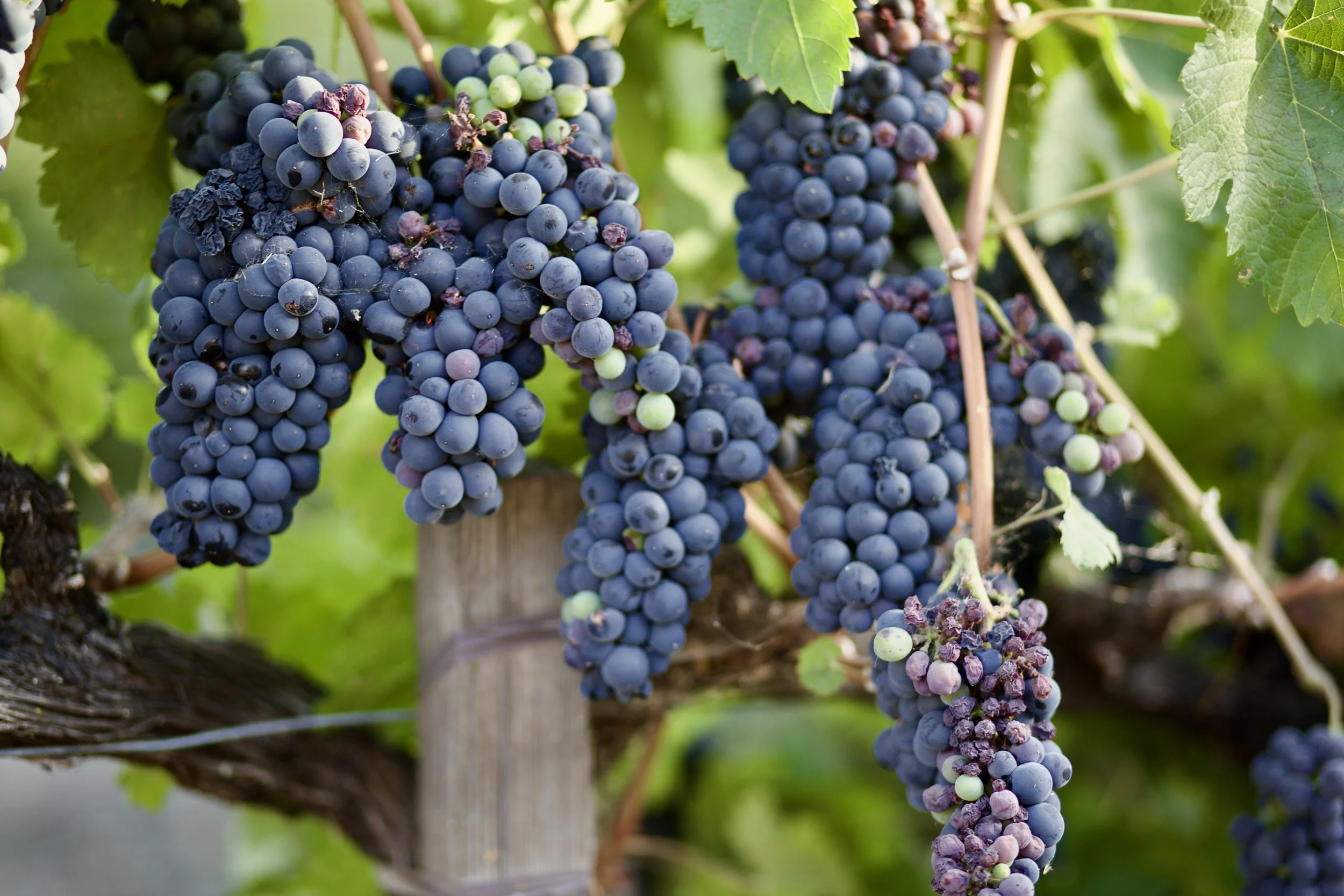 Close-up of dark purple and green grapes hanging in clusters on a grapevine with green leaves.