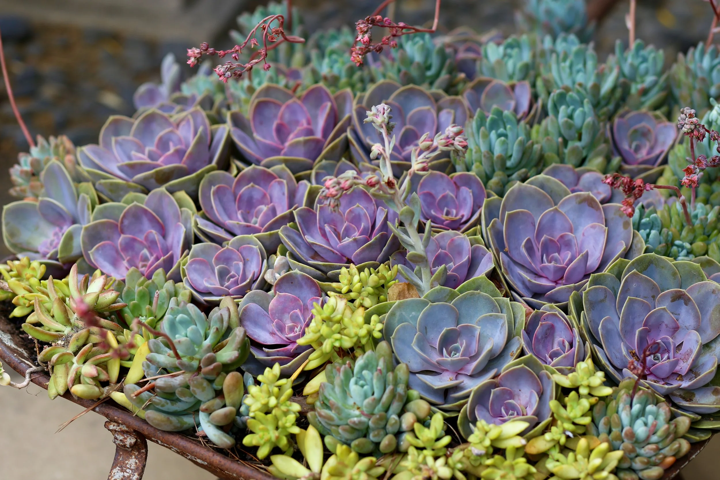 A collection of various small succulents with different colors and shapes, planted together in a rustic container.