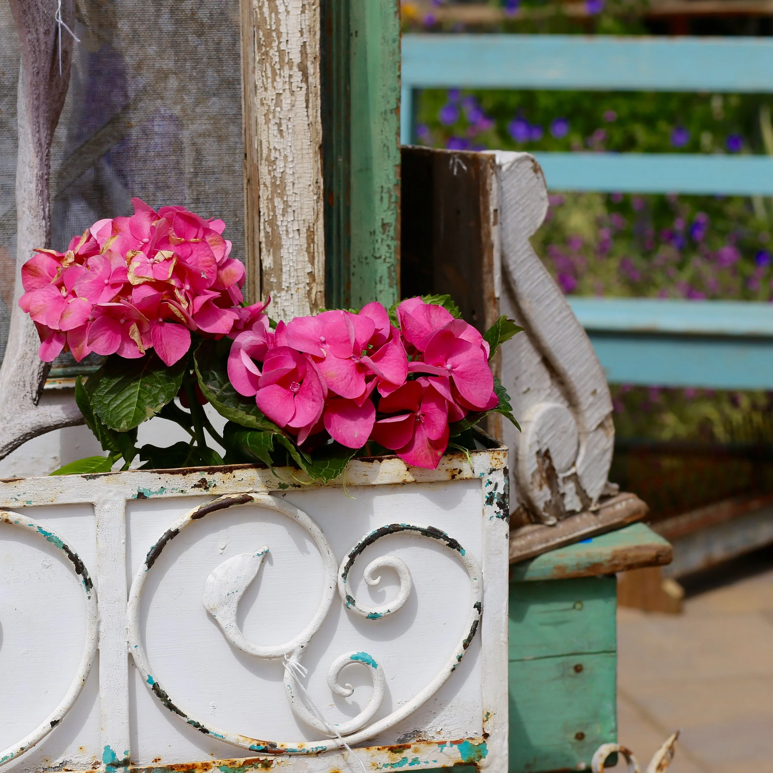 Close-up of pink hydrangea flowers on a weathered white wooden fence with peeling paint, with blurred purple flowers and greenery in the background.