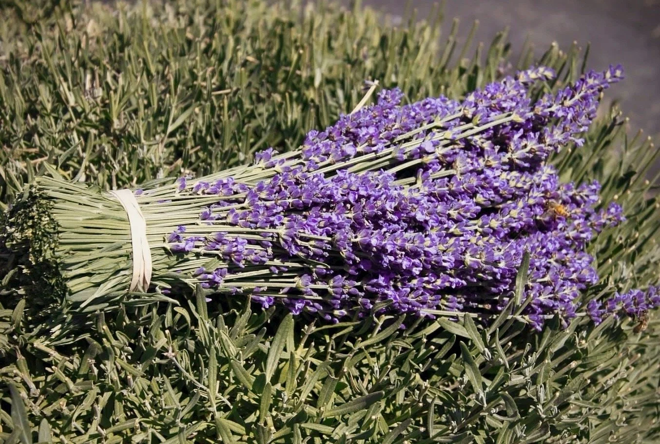 Bouquet of purple lavender flowers resting on a bed of second flowers.
