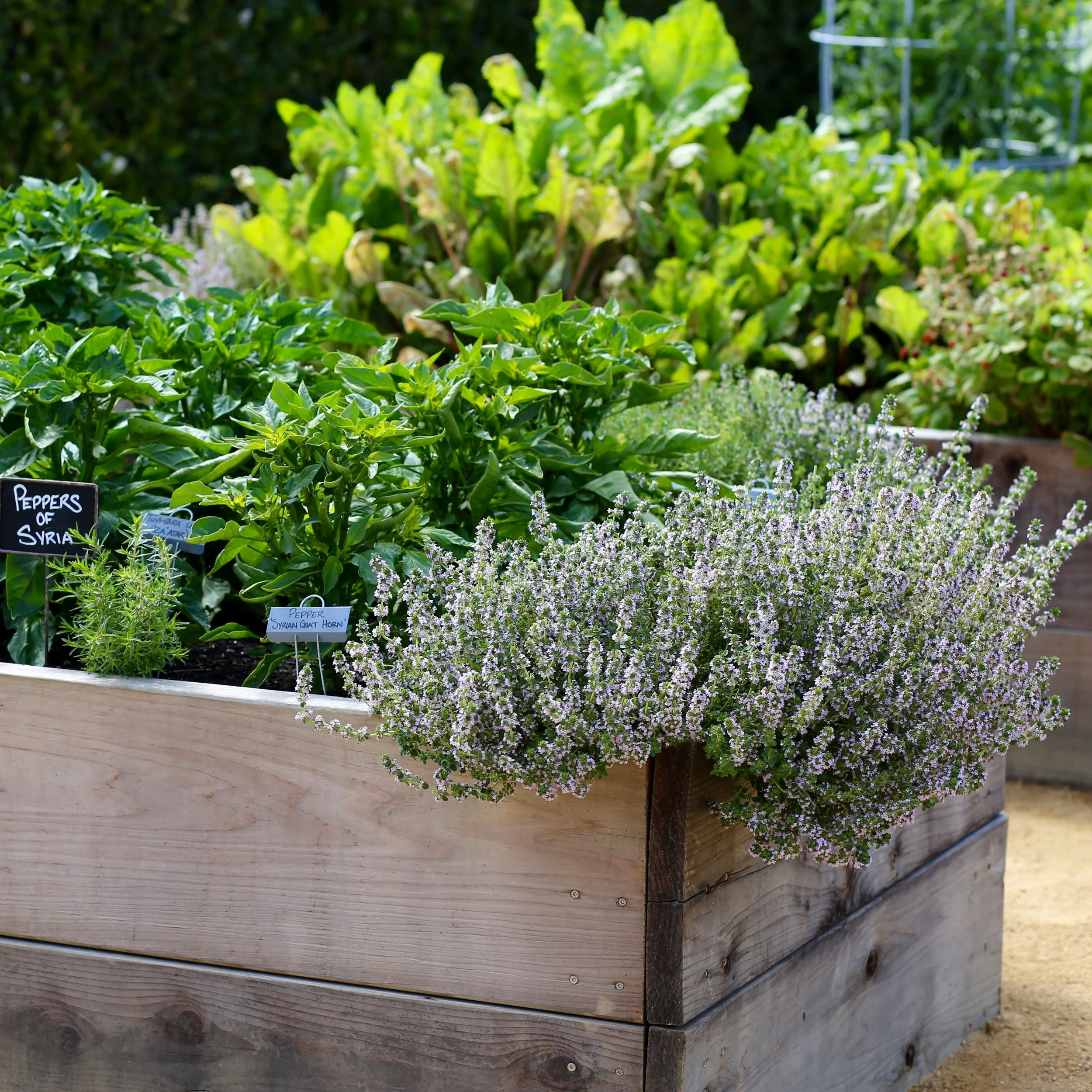 A wooden garden bed with various herbs and plants, including a label that reads "Peppers of Syria" and tags for thyme and Syrian goat horn.