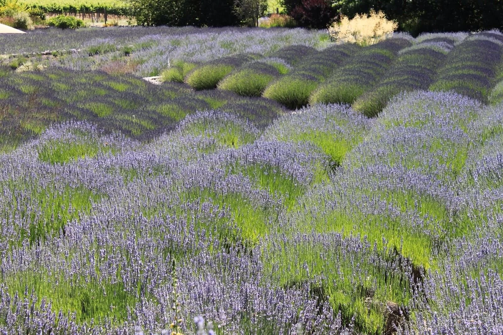 Lavender field with rows of purple flowers and green foliage, with trees in the background.