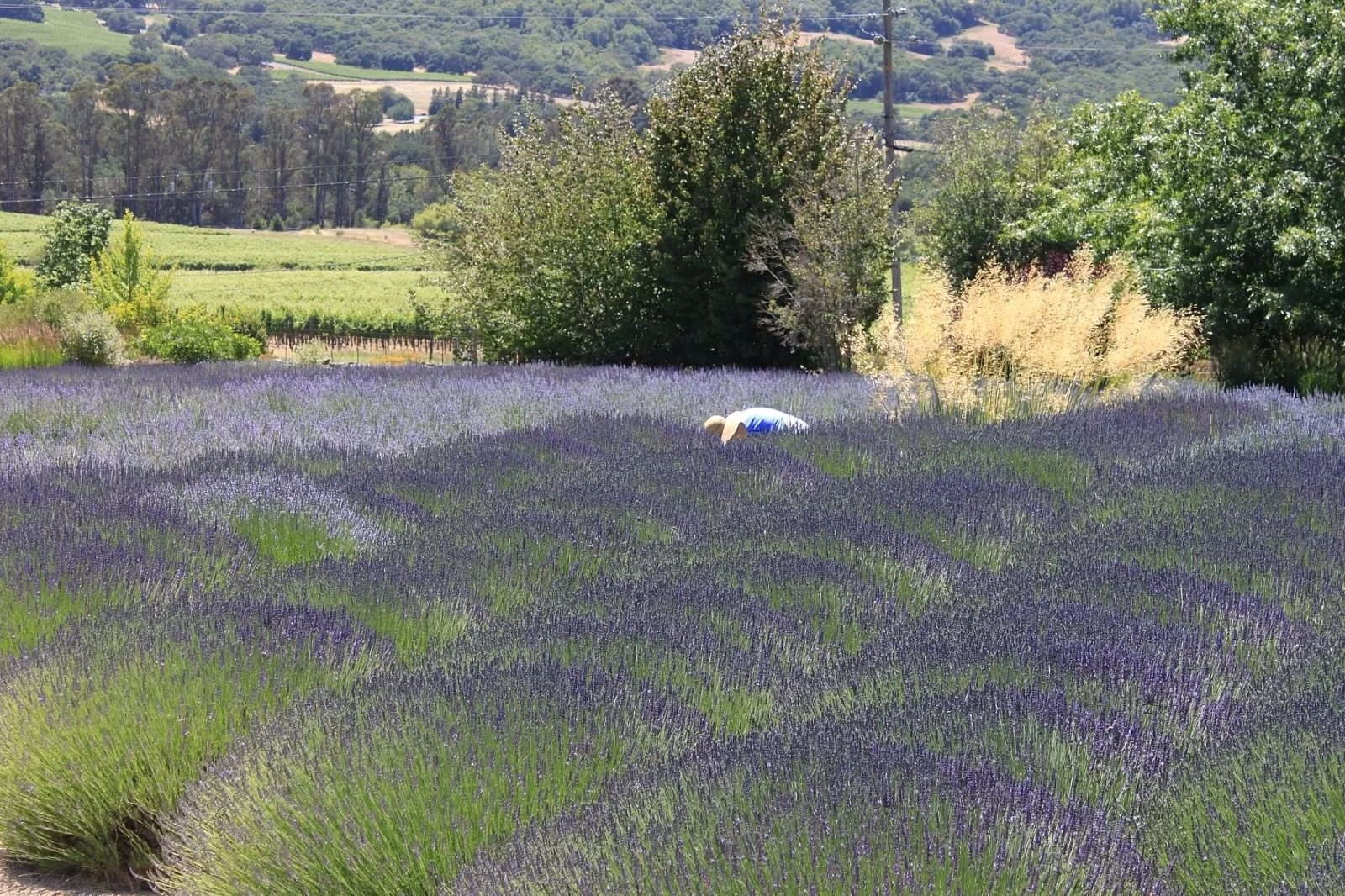 A person harvests lavender in a large lavender field with blooming purple flowers. There are trees, shrubs, and hills in the background, under a bright, sunny sky.