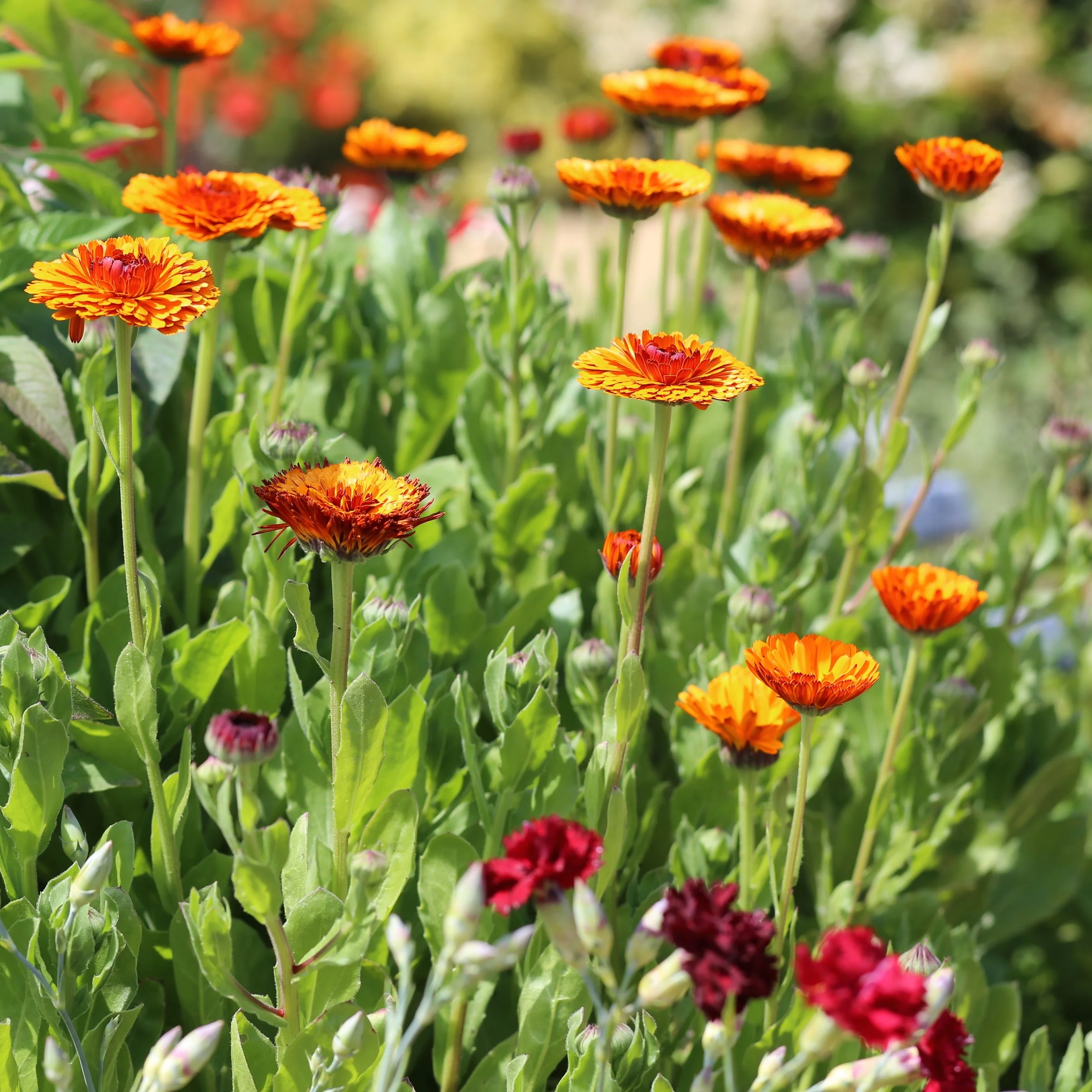 Close-up of orange, red, and yellow flowers growing among green leaves outdoors.
