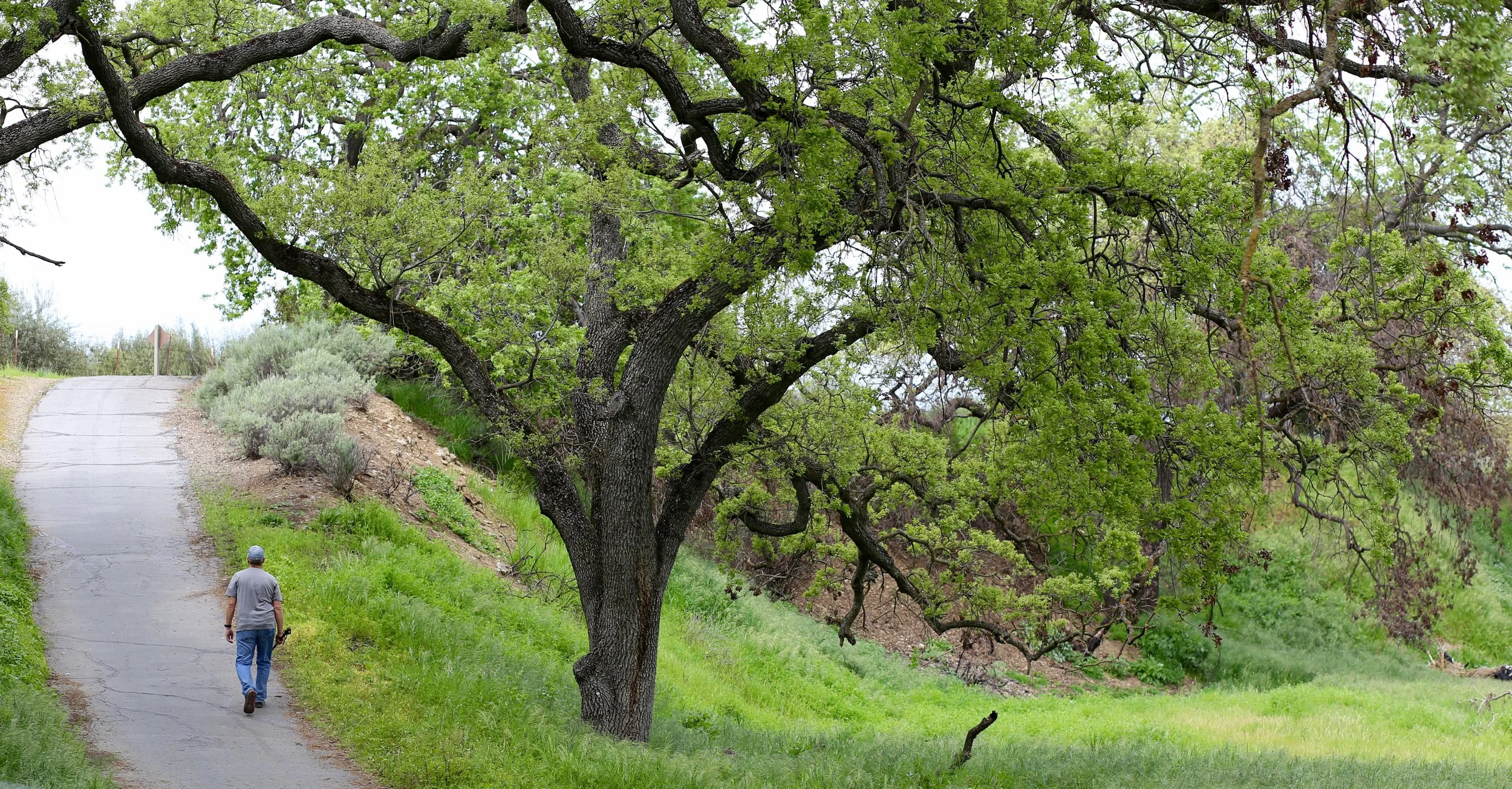 A man walking on a paved trail next to a large tree with bright green leaves, along a grassy hillside.