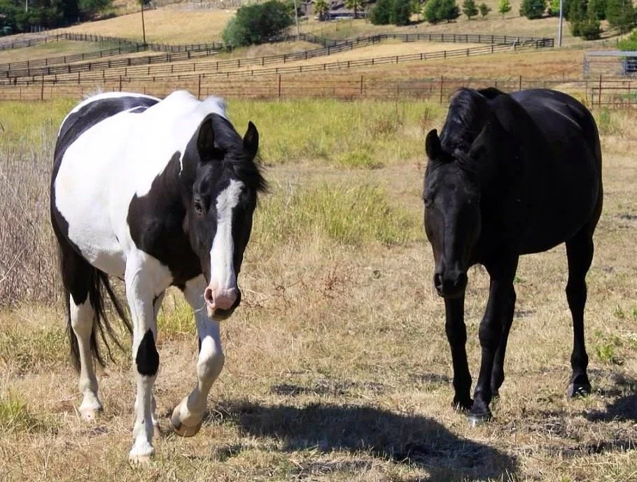 Two horses, one black and white paint and one solid black, standing in a grassy field with hills and a wooden fence in the background.