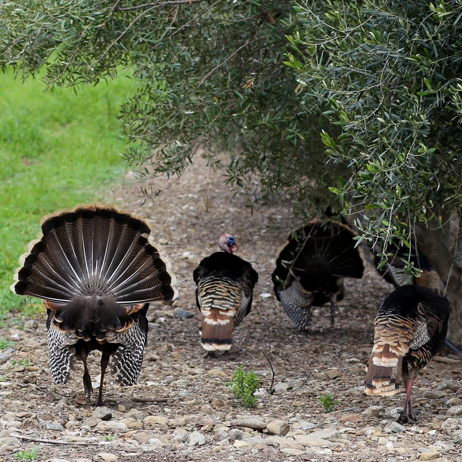 Group of wild turkeys foraging on a rocky ground in a natural outdoor setting with green bushes and grass.