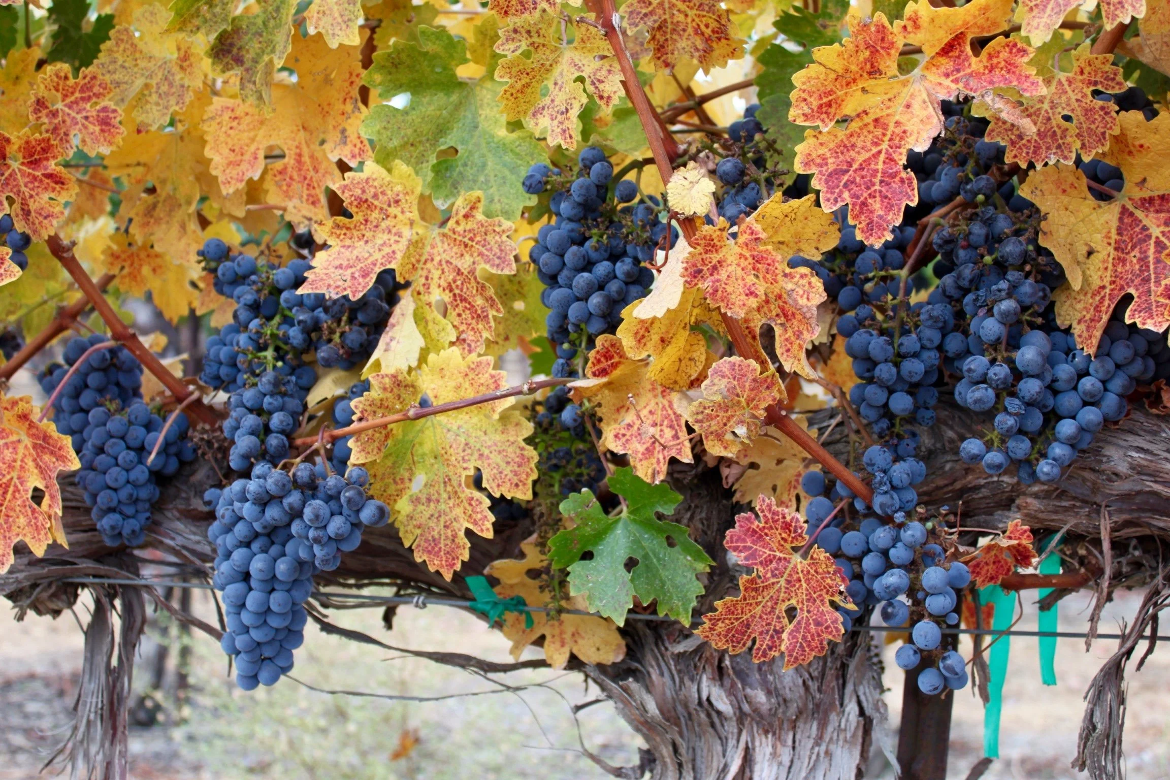 Clusters of dark blue grapes hanging from grapevine with yellow, red, and green autumn leaves in the background.