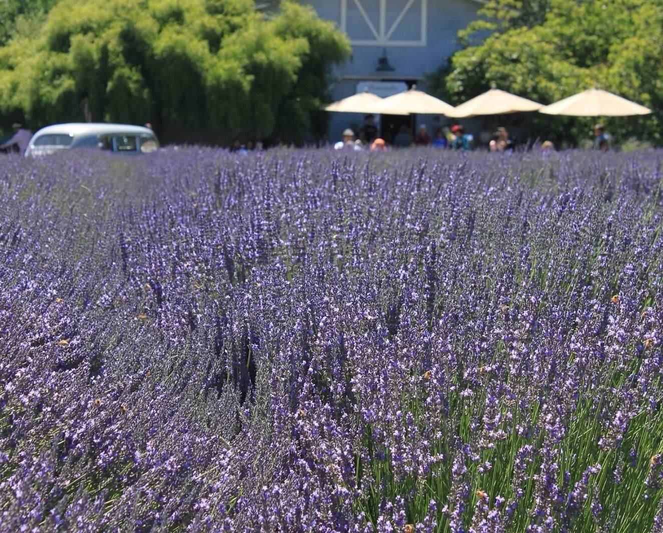 A lavender field with purple flowers in the foreground, with a building, trees, and people sitting under umbrellas in the background.