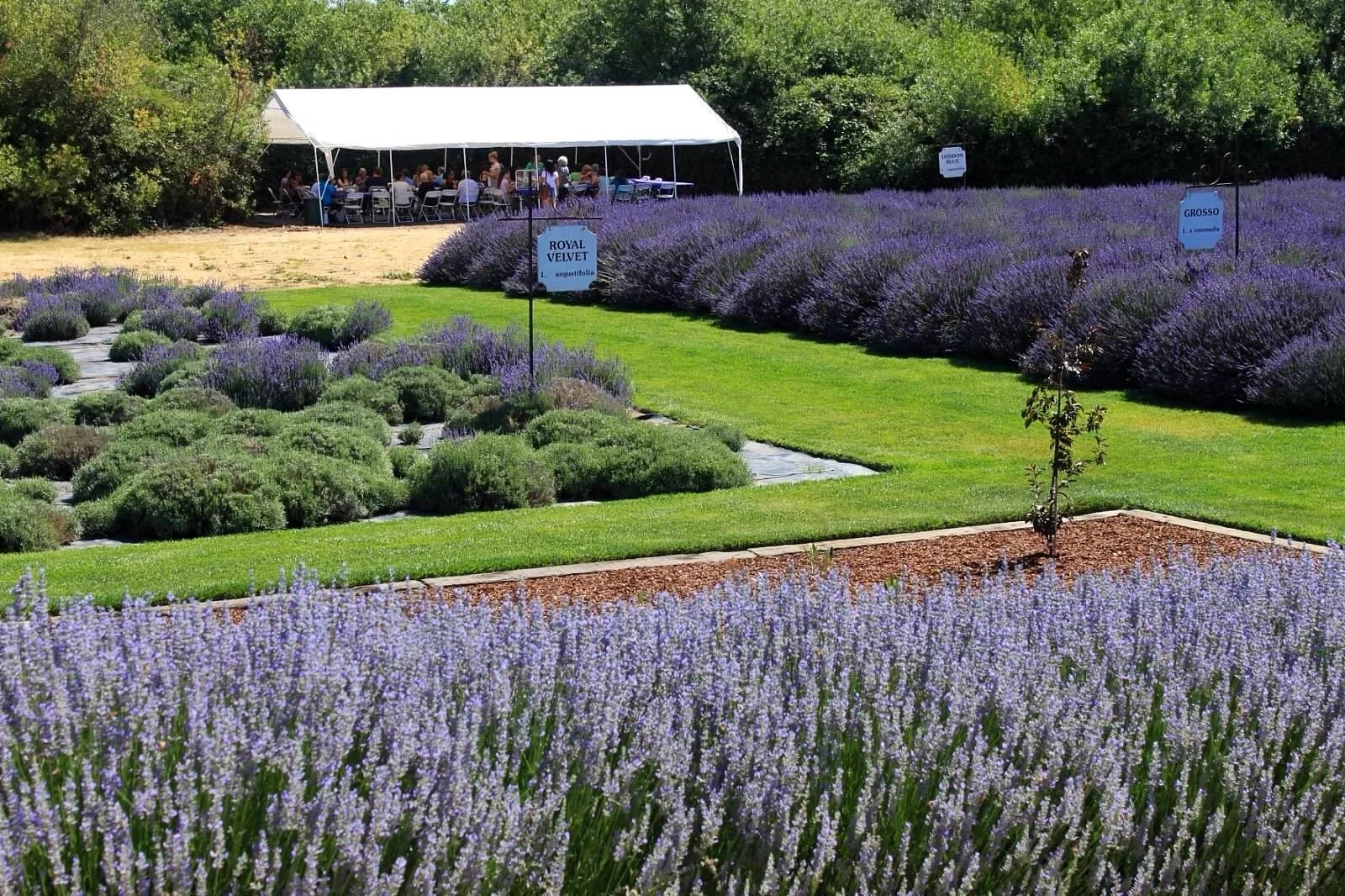 A garden with rows of purple lavender flowers, green shrubs, and a grassy area, with a tent in the background where people are seated at tables.