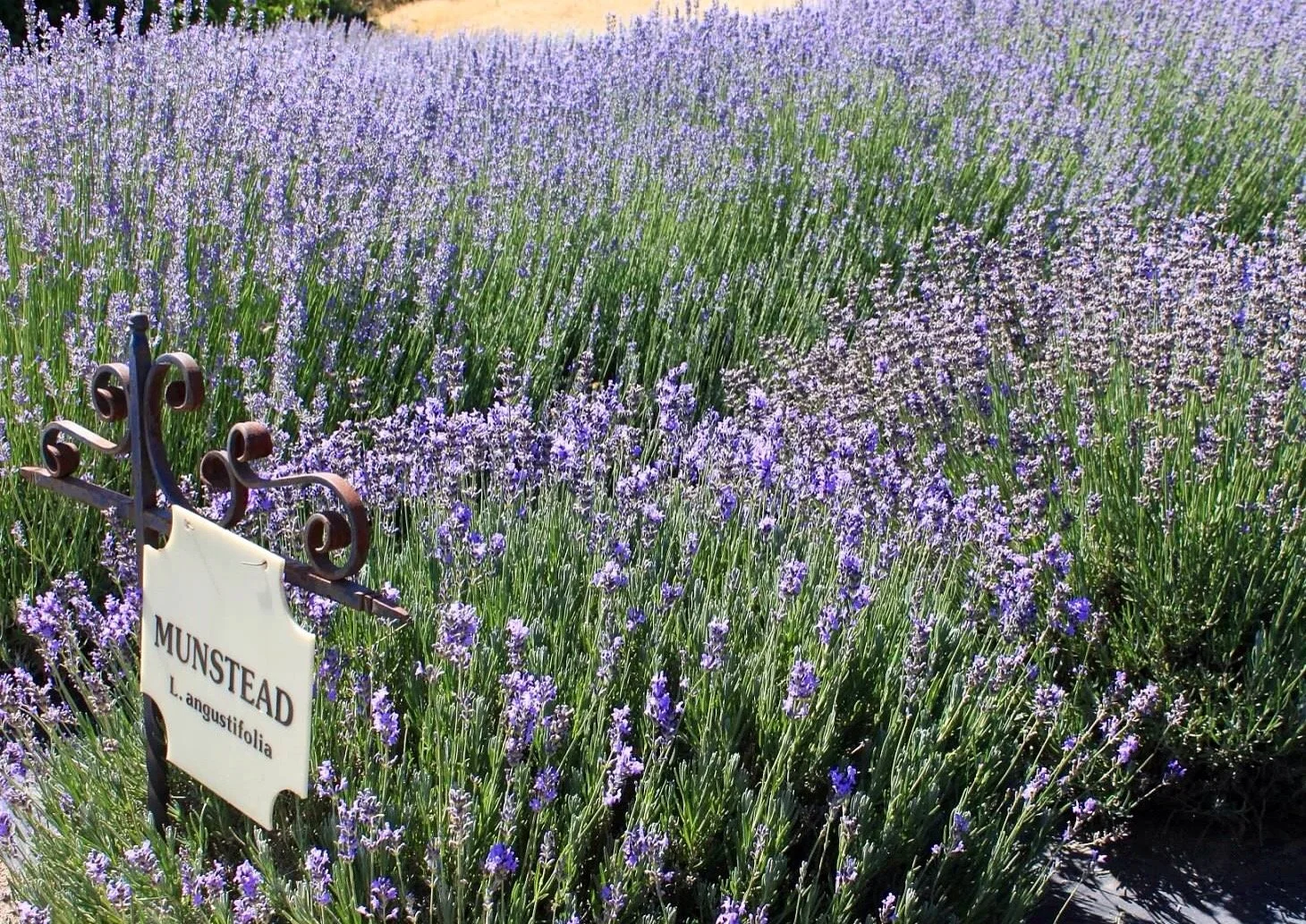Lavender field with a metal sign indicating 'MUNSTEAD L. angustifolia' in the foreground.