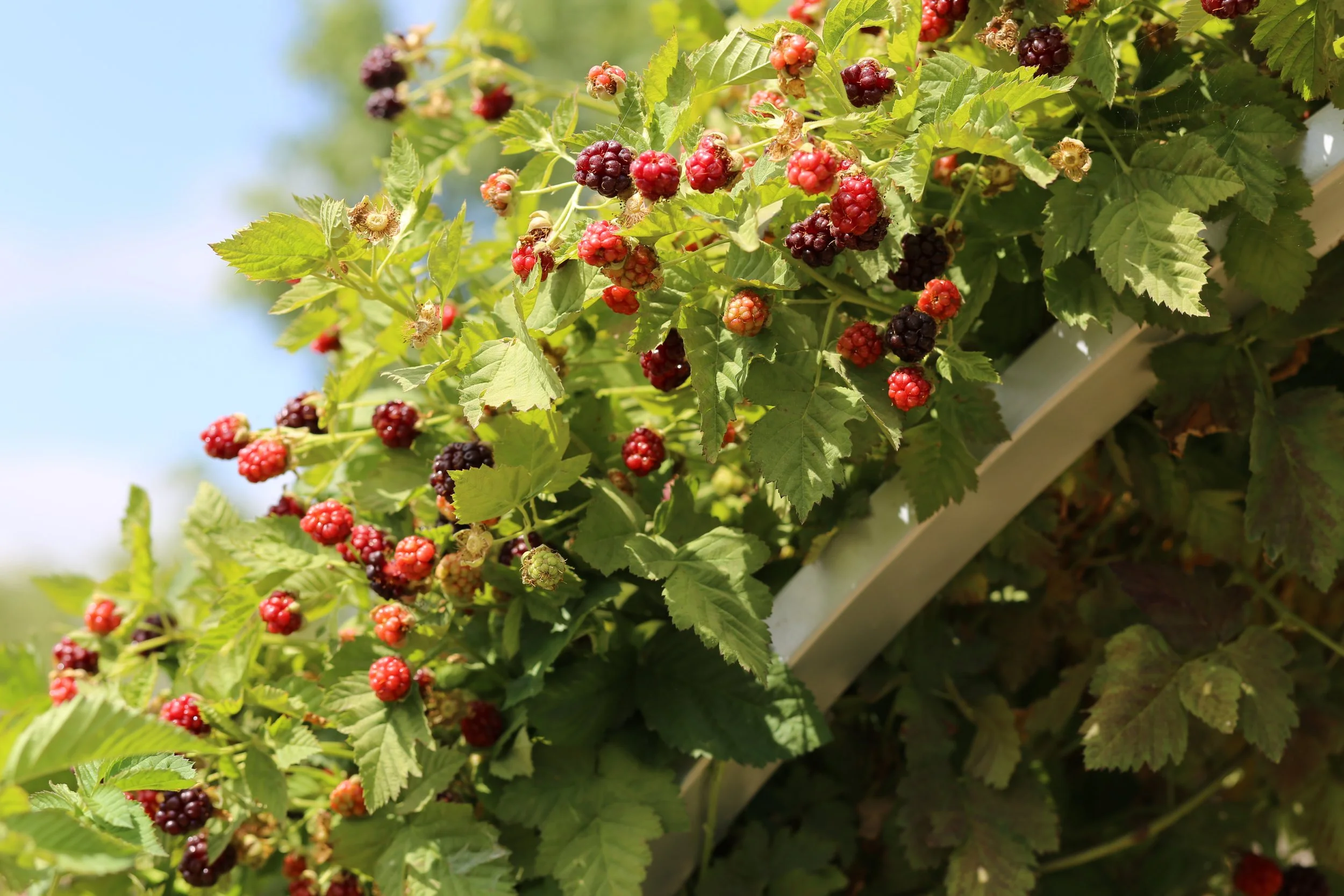 Close-up of ripening blackberries on a bush with green leaves and a blue sky in the background.