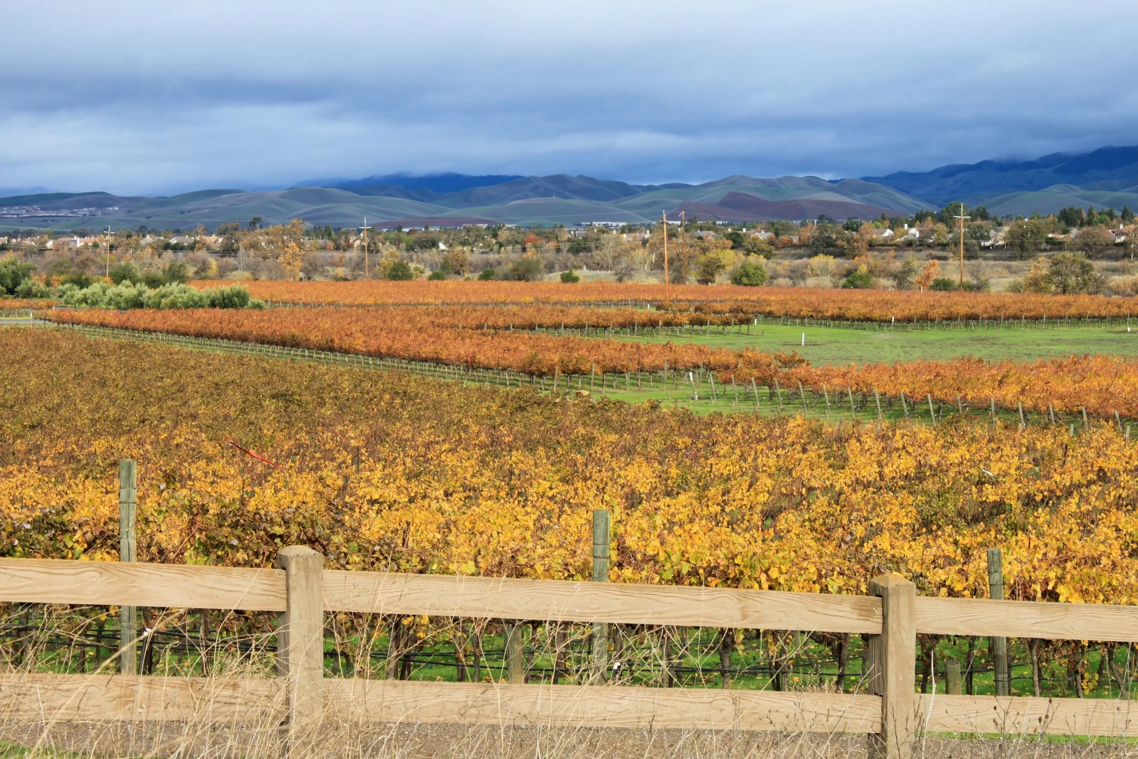 Vineyard with orange and green grapevines in the foreground, trees and houses in the middle ground, rolling green hills, and mountains under a cloudy sky in the background.