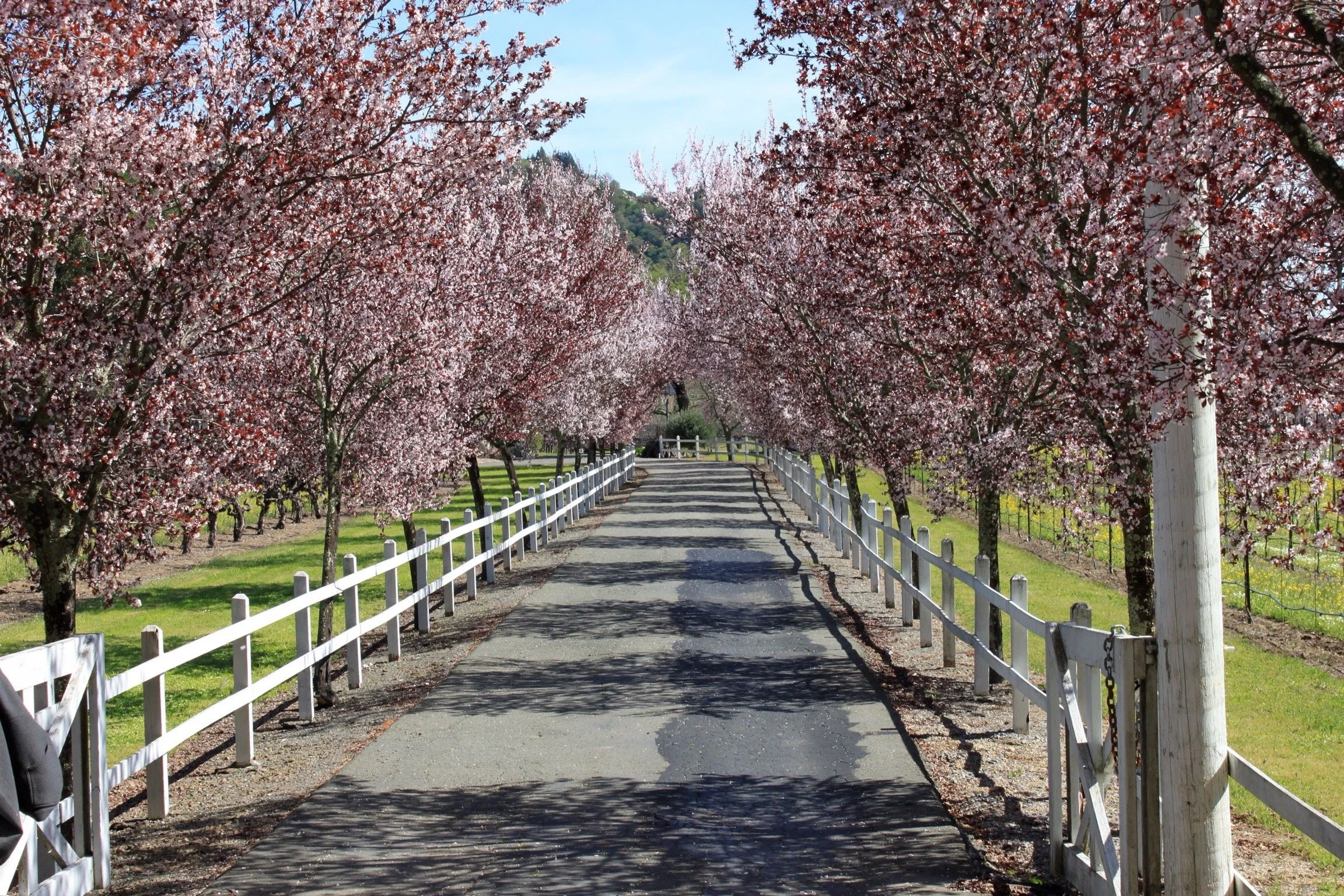 A tree-lined pathway with pink cherry blossoms on both sides, white fencing, and a person walking in the distance.