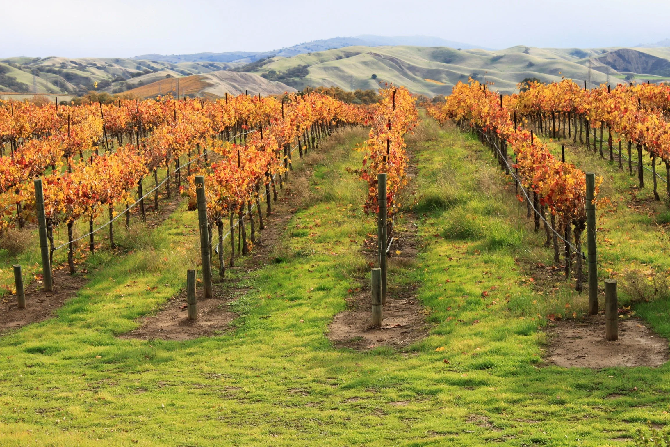 A vineyard with rows of grapevines turning vibrant fall colors, set against rolling green hills in the distance under a slightly overcast sky.
