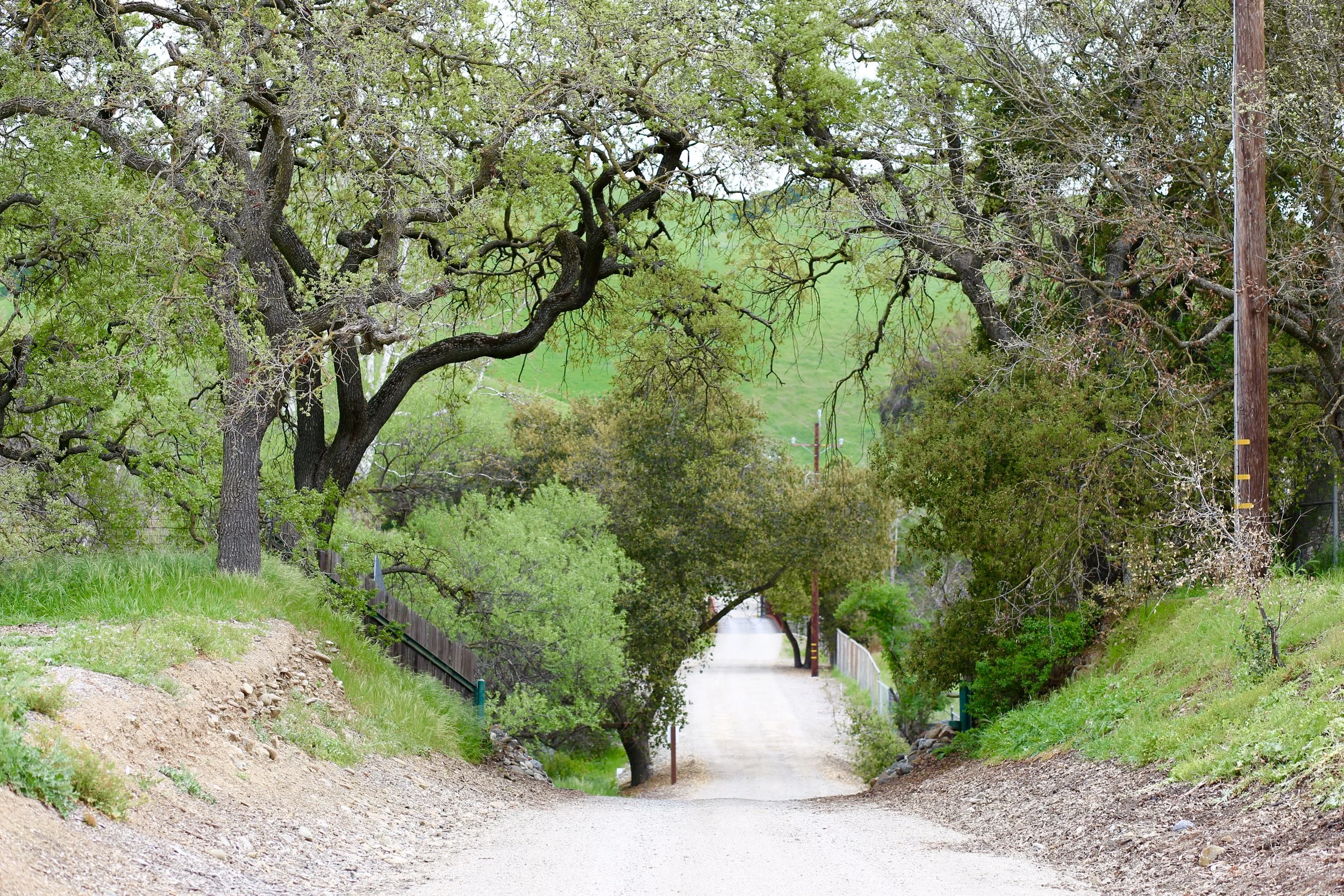 A dirt pathway running through a lush green park with trees on either side, a green hillside in the background, and utility poles along the right side.