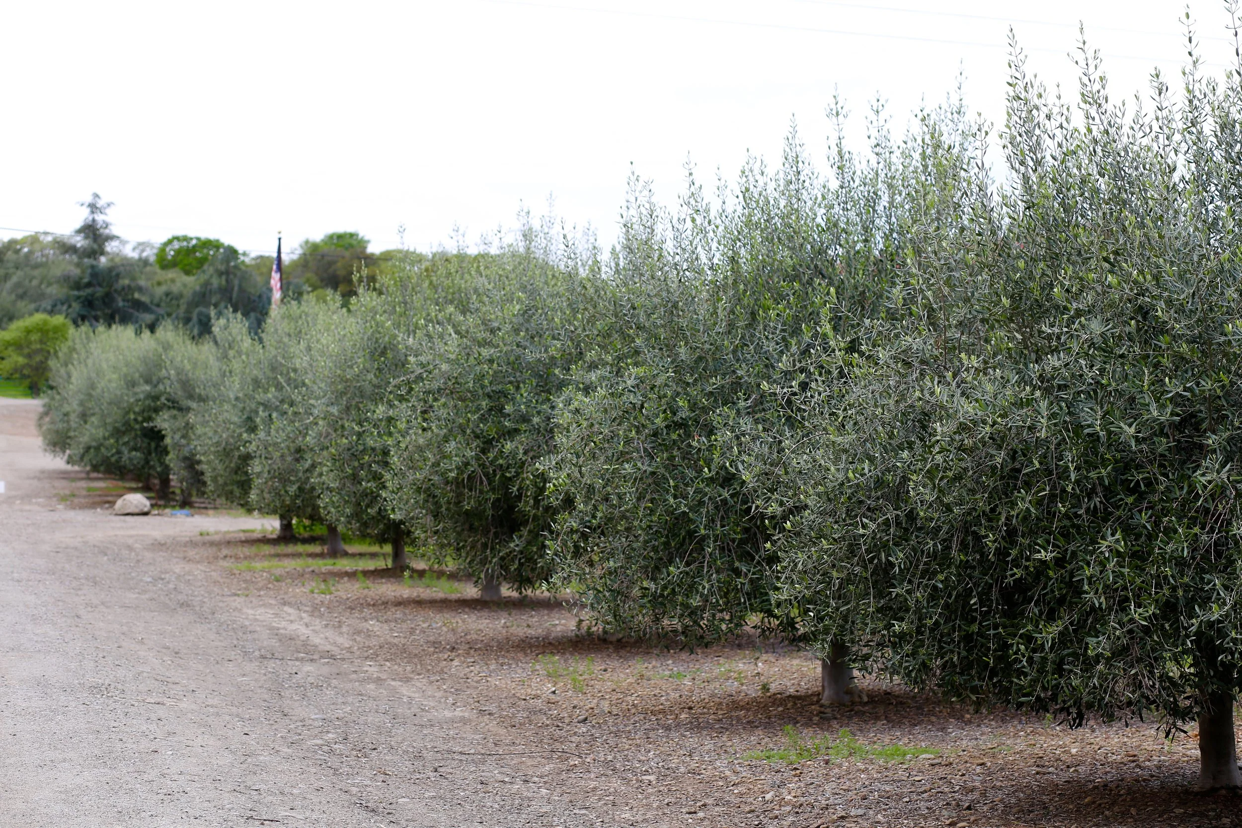 A row of green trees with a flag pole in the background and a gravel path in the foreground Olive Grove in Rutherford CA