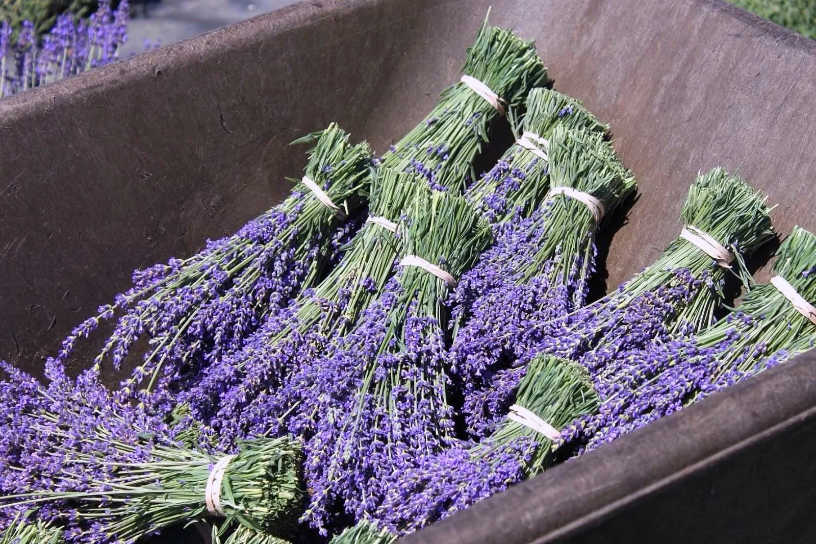 Bundles of fresh lavender flowers tied together in a black container.