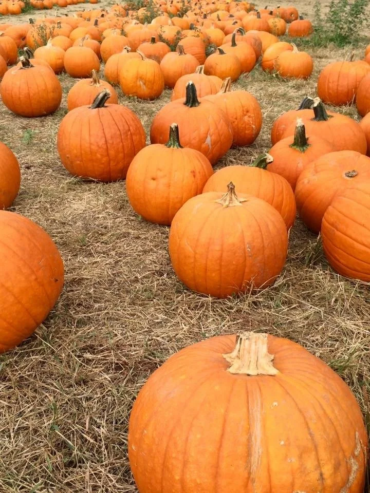A large field filled with numerous orange pumpkins scattered on the dry grass.