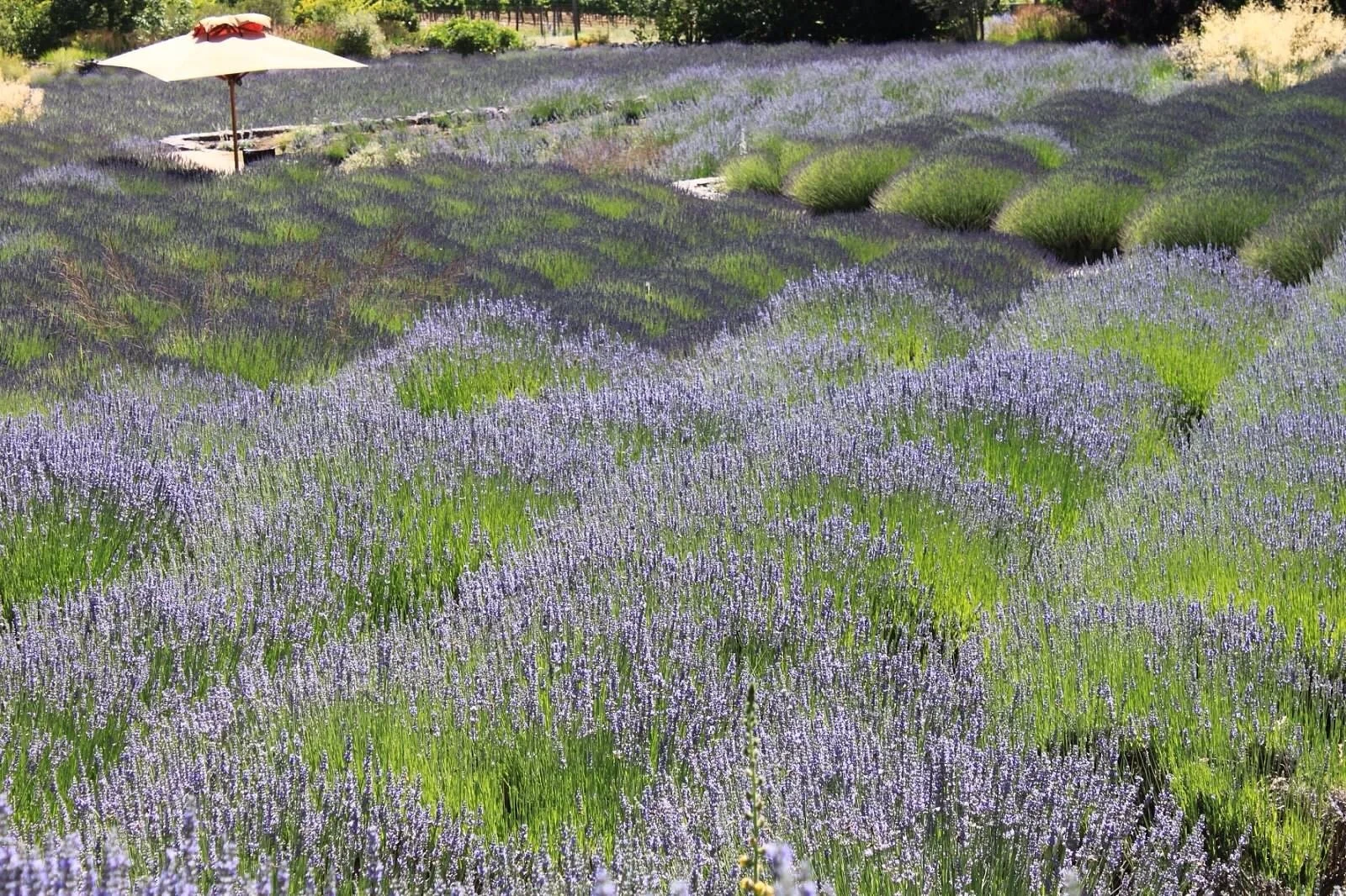 A lavender field with rows of blooming lavender plants and a white outdoor umbrella in the background.