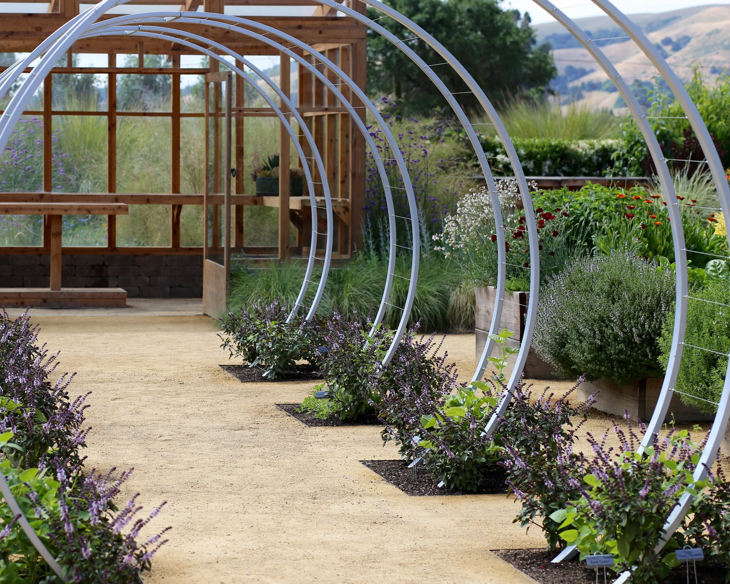 A garden with flower beds along a sandy path, featuring purple, white, and red flowers, with a wooden structure and mountains in the background.