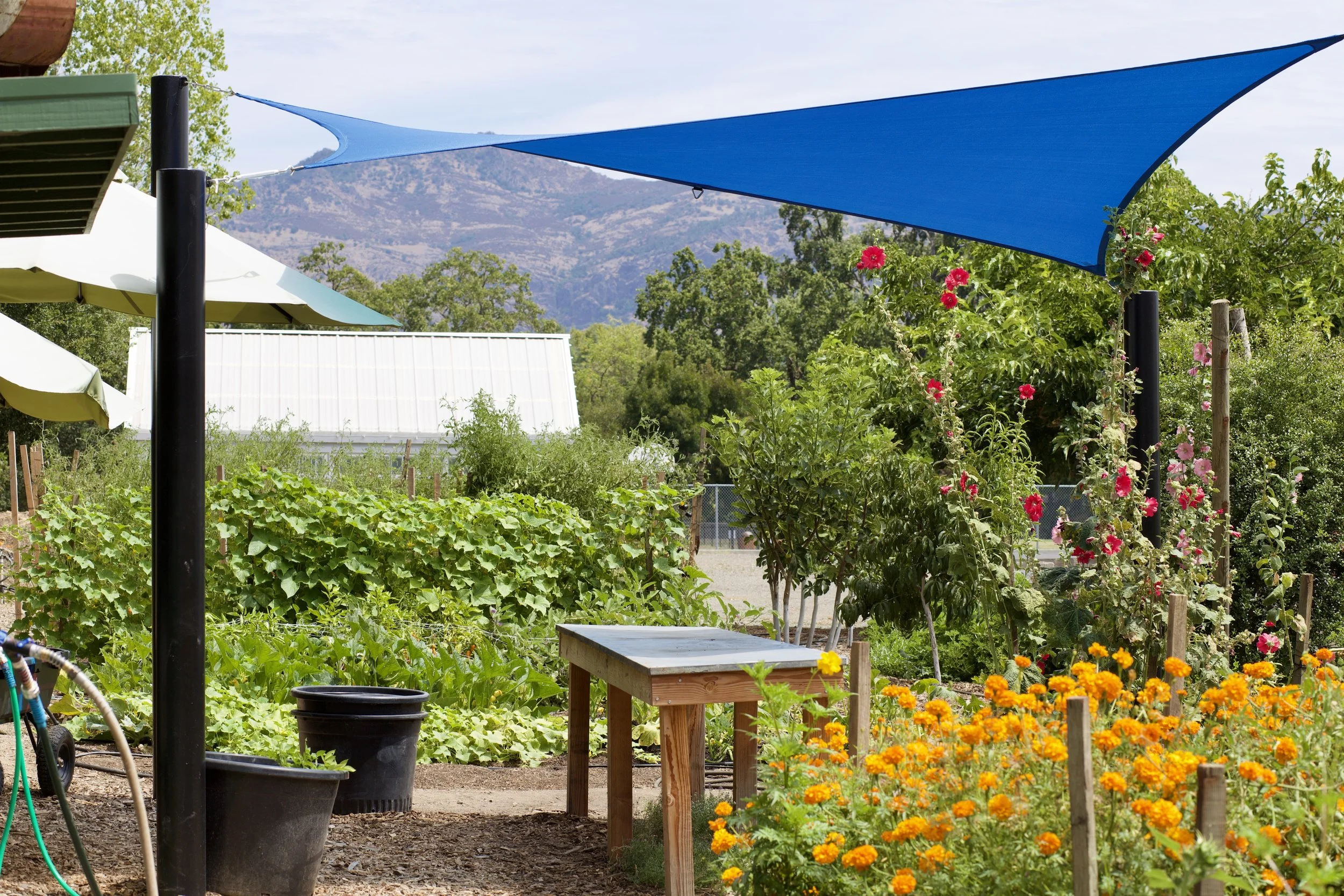 A vibrant garden with colorful flowers, including marigolds, and lush green plants. Shade sails in blue and yellow provide cover, with mountains and blue sky in the background.