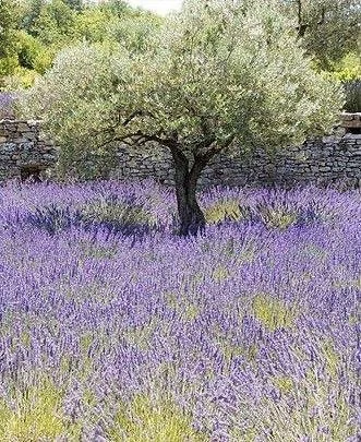 A single tree with a stone wall in the background surrounded by a field of purple lavender flowers.