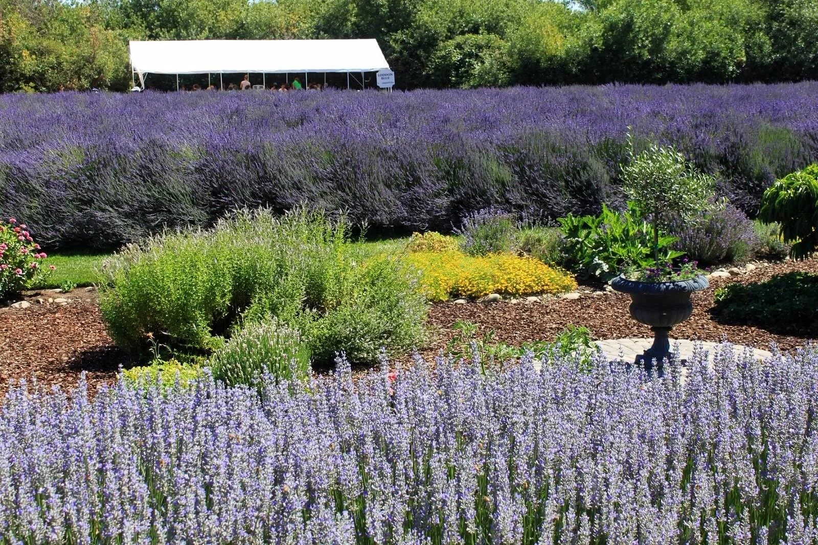 A garden with purple lavender and other colorful plants, a black decorative planter, and a white event tent in the background.