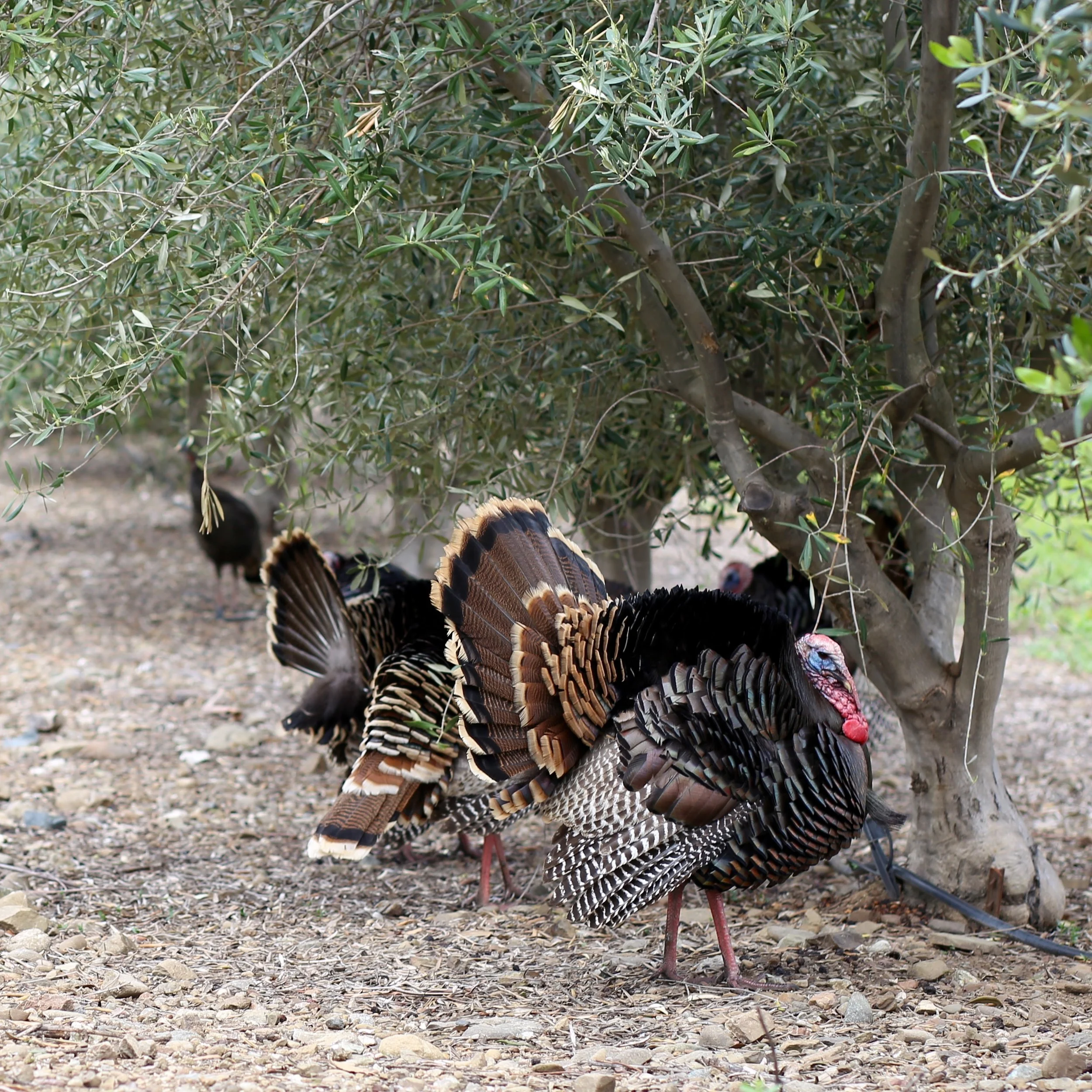 Wild turkey walking on rocky ground near green bushes.