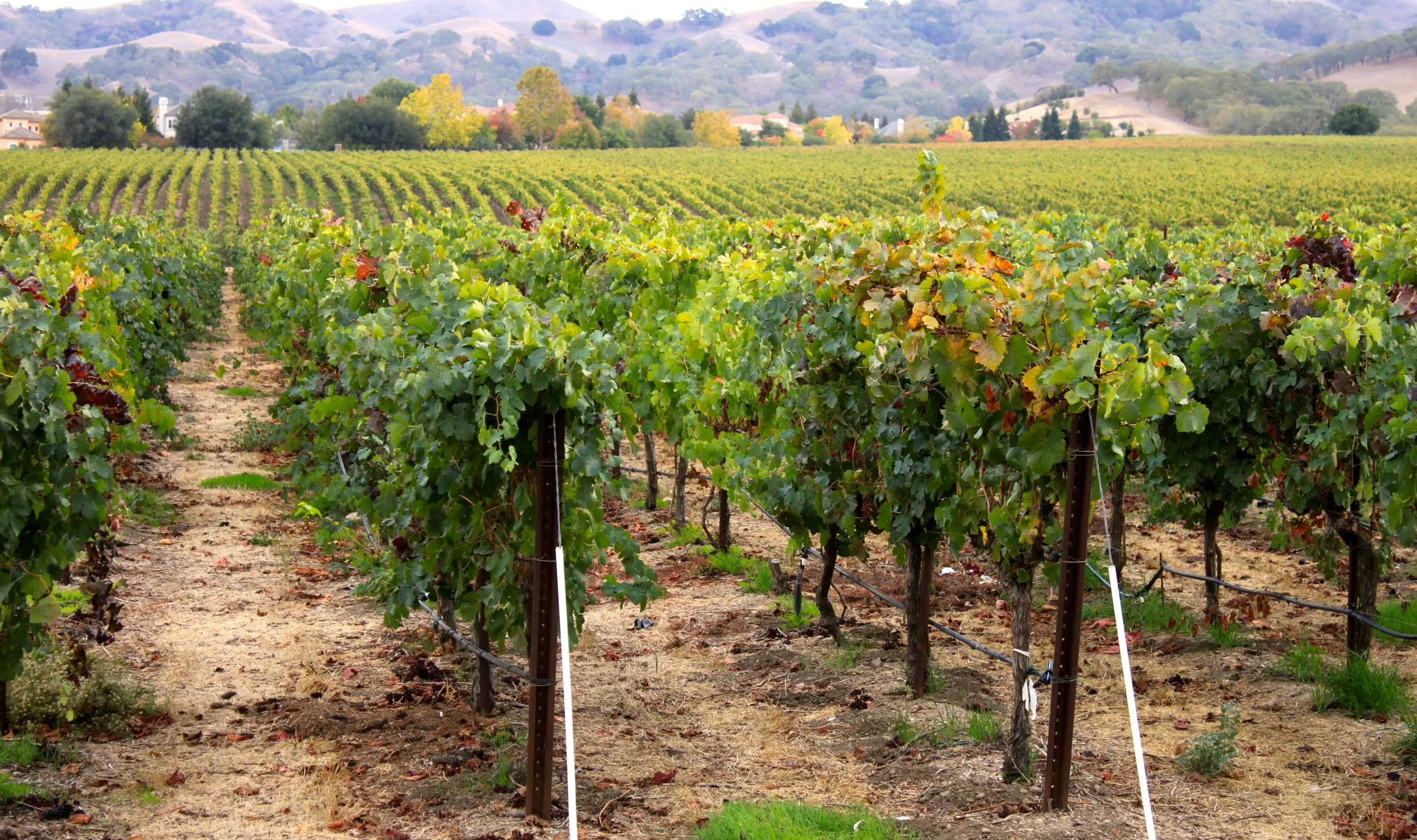 A vineyard with rows of grapevines and a scenic background of hills, trees, and houses.