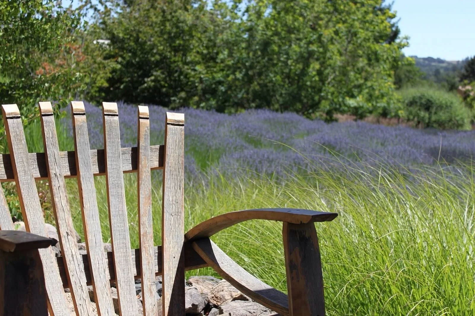 Weathered wooden outdoor chair on a grassy area overlooking a lavender field with green trees in the background.