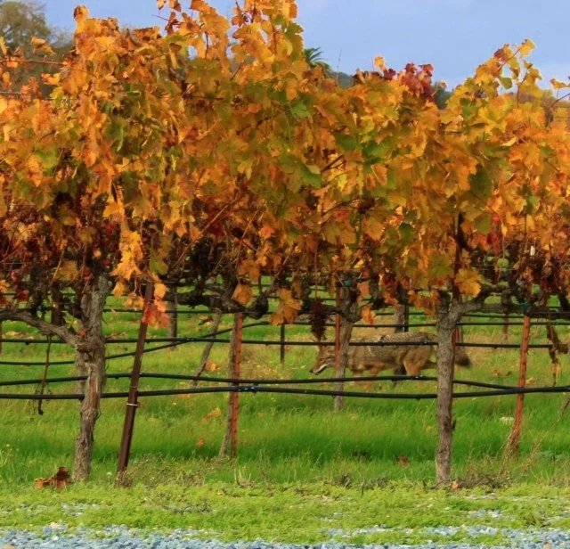 Vineyard with grapevines ready for harvest during fall, trees with yellow and orange leaves, green grass, and a clear blue sky.