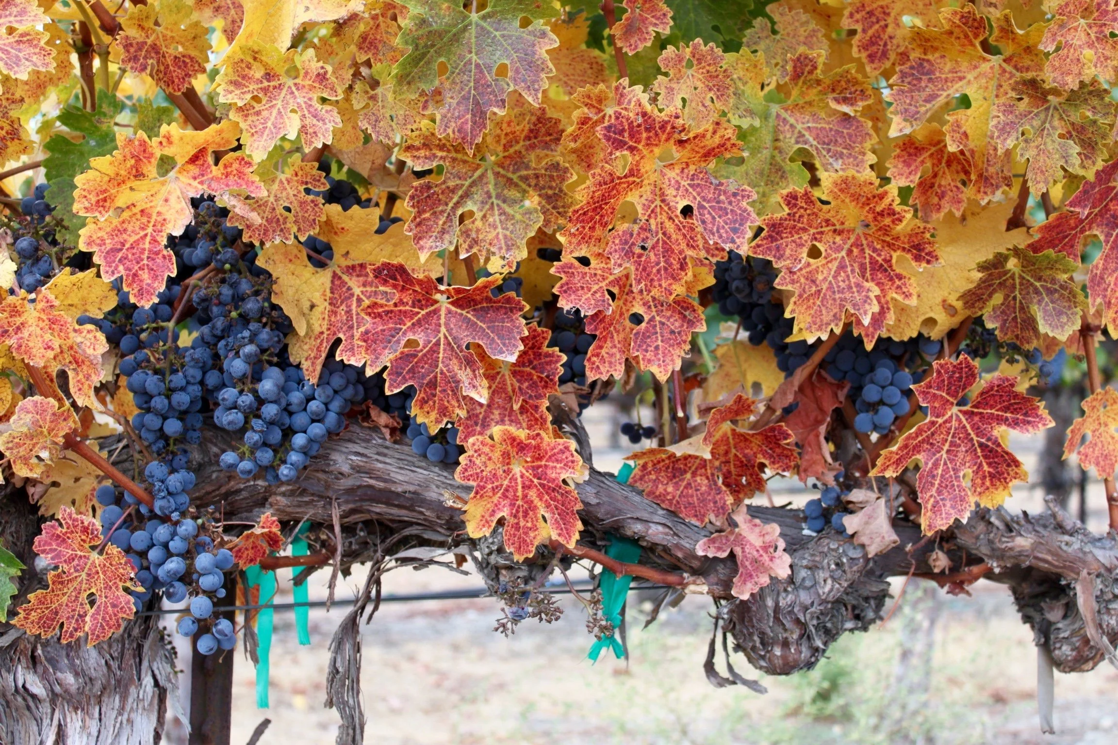 Grapevines with autumn-colored leaves and clusters of dark purple grapes.