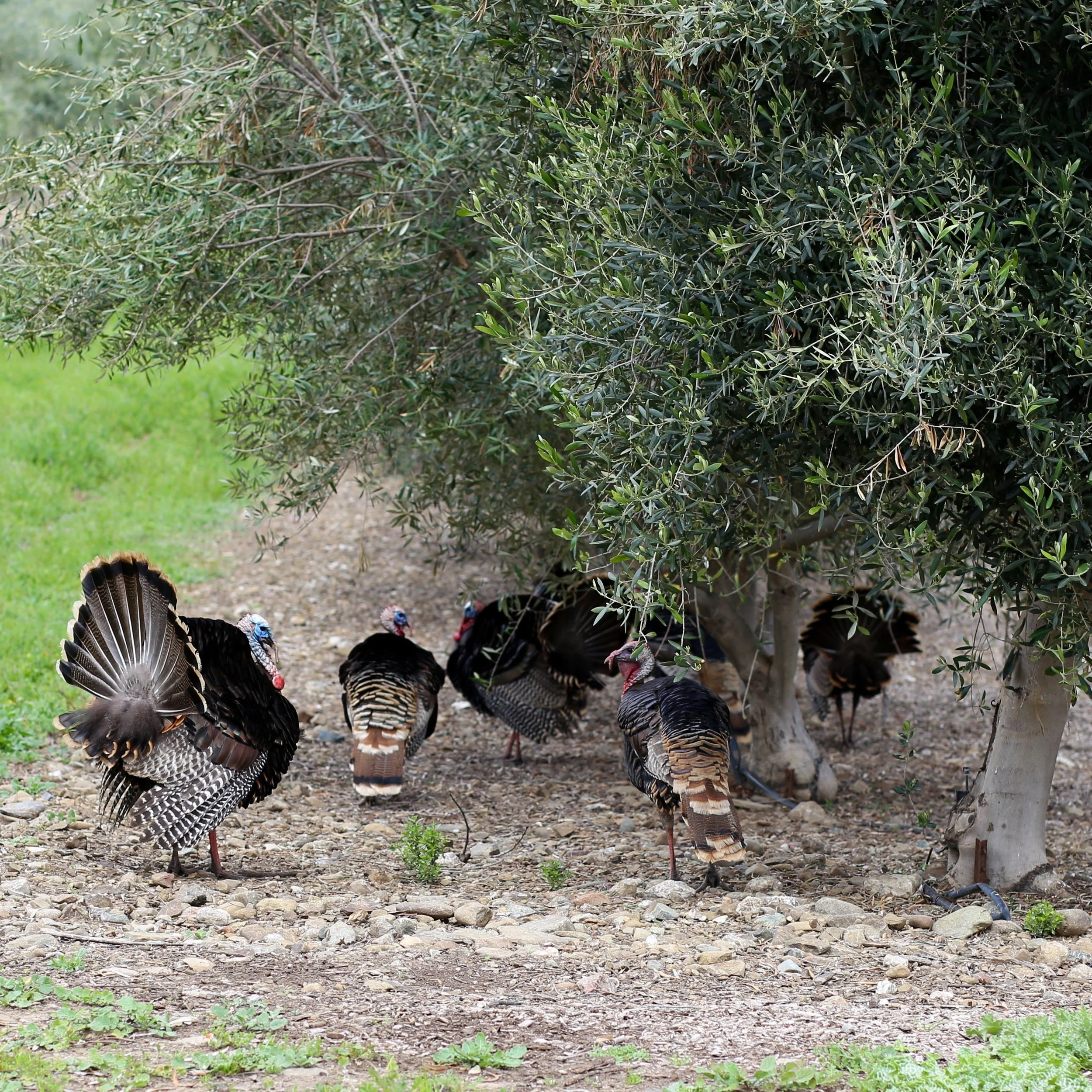 Turkey hens under a bush in a gravel area.