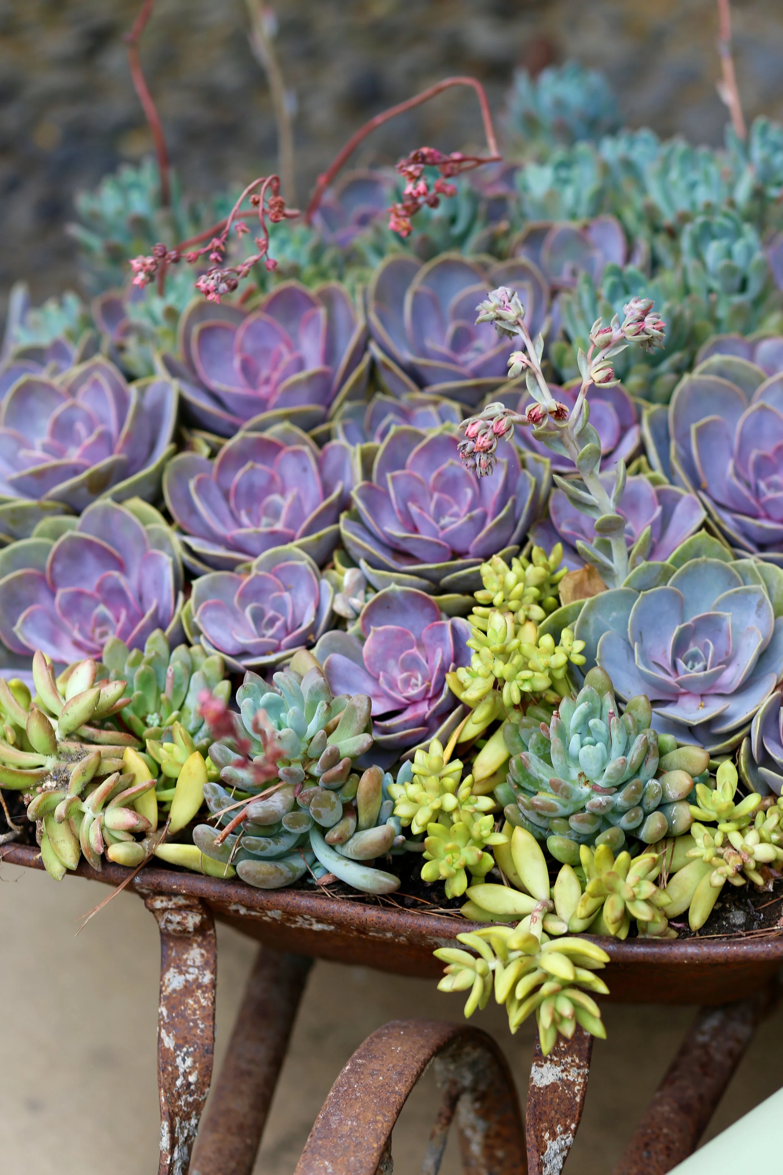 Close-up of various small, colorful succulents growing in an old, rusty metal container.
