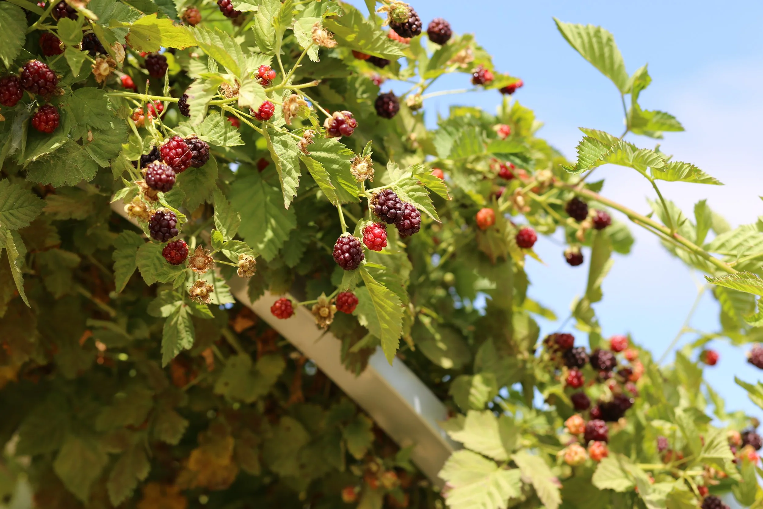 Close-up of ripening blackberries on a bush against a background of green leaves and a blue sky.